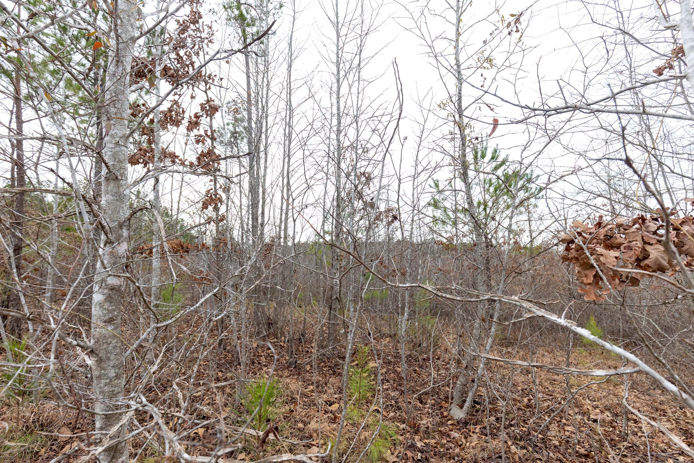 Baker Creek Tract 13 photo 3