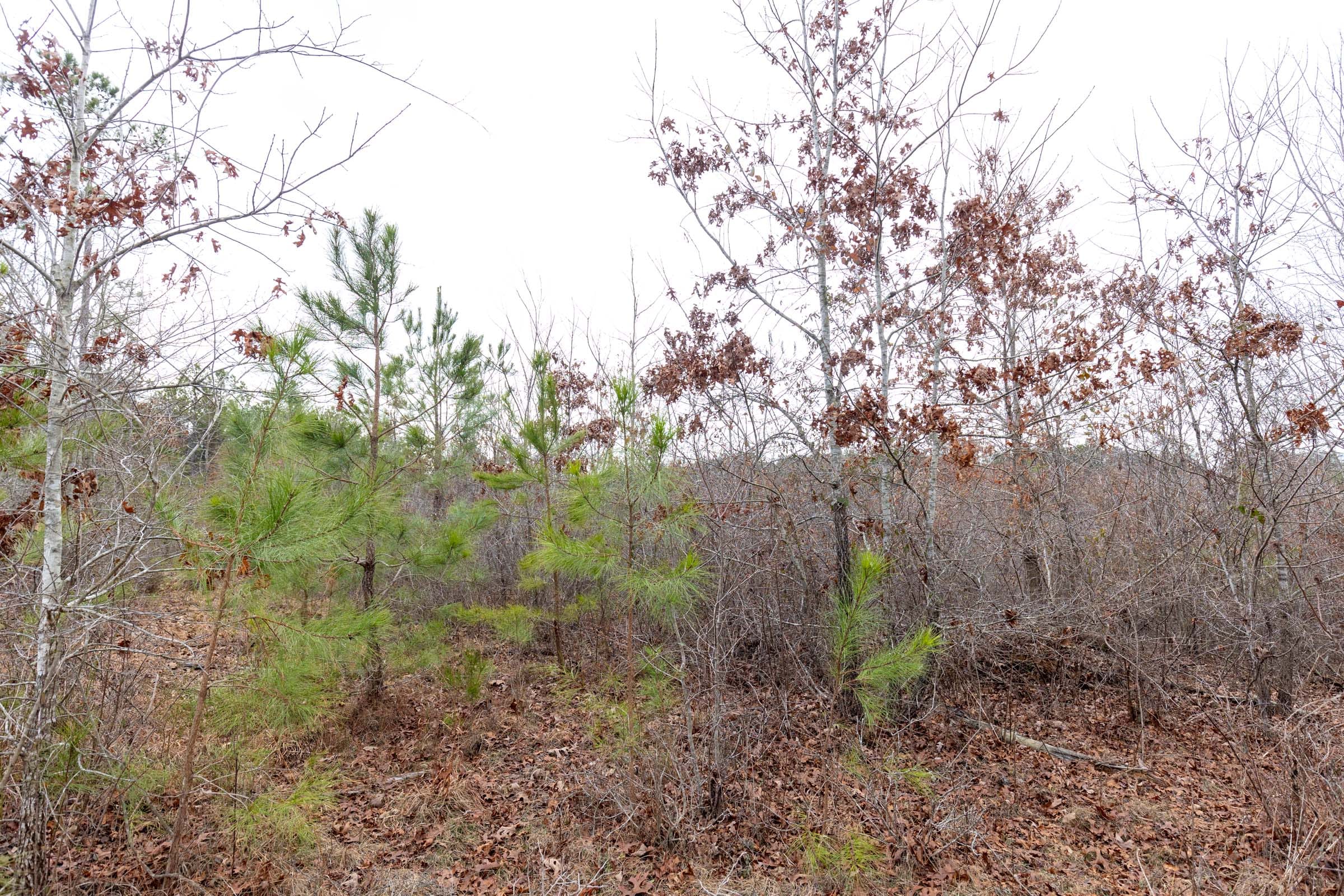 Baker Creek Tract 13 photo 2