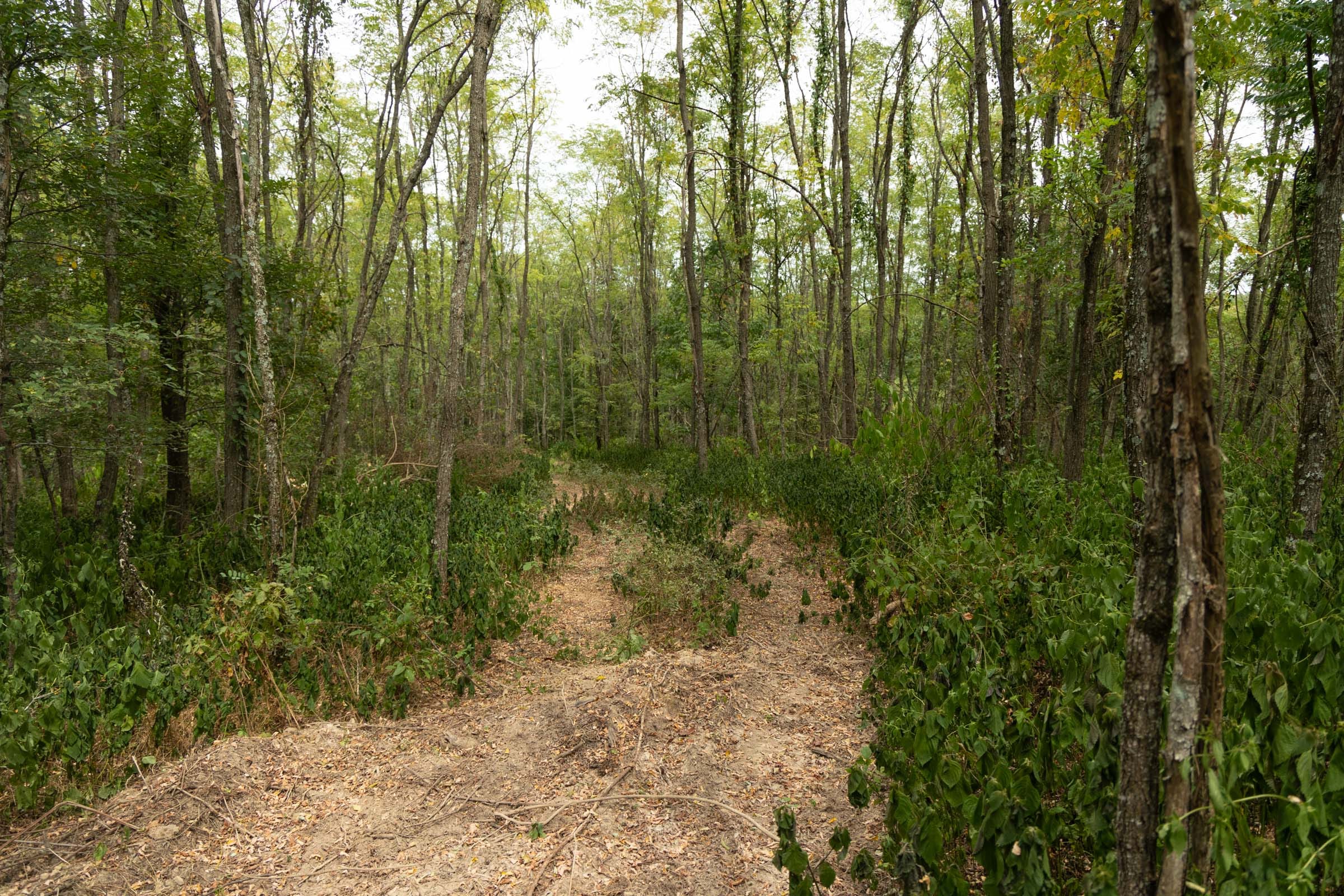 Big White Oak Tract 135 photo 21
