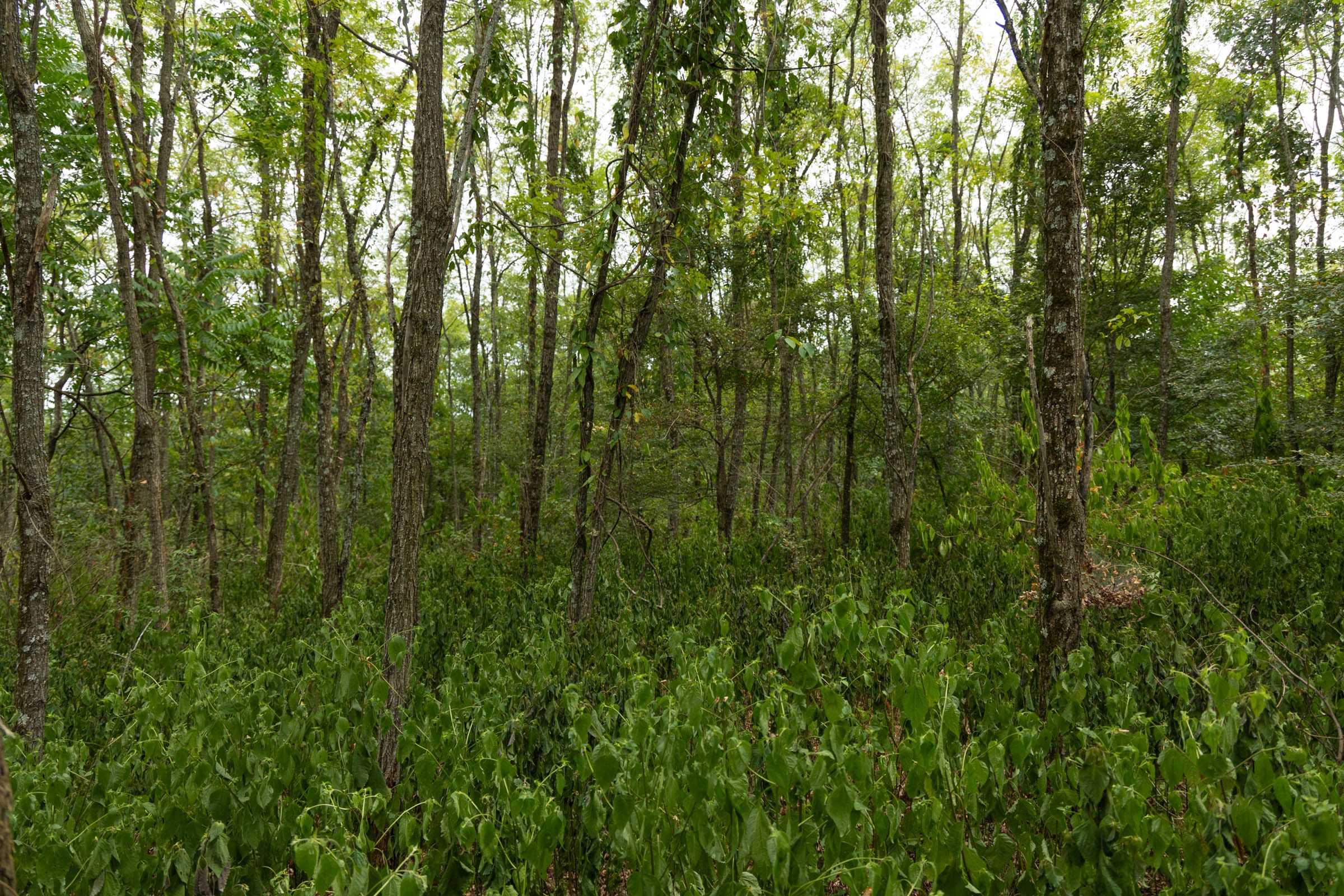 Big White Oak Tract 135 photo 19