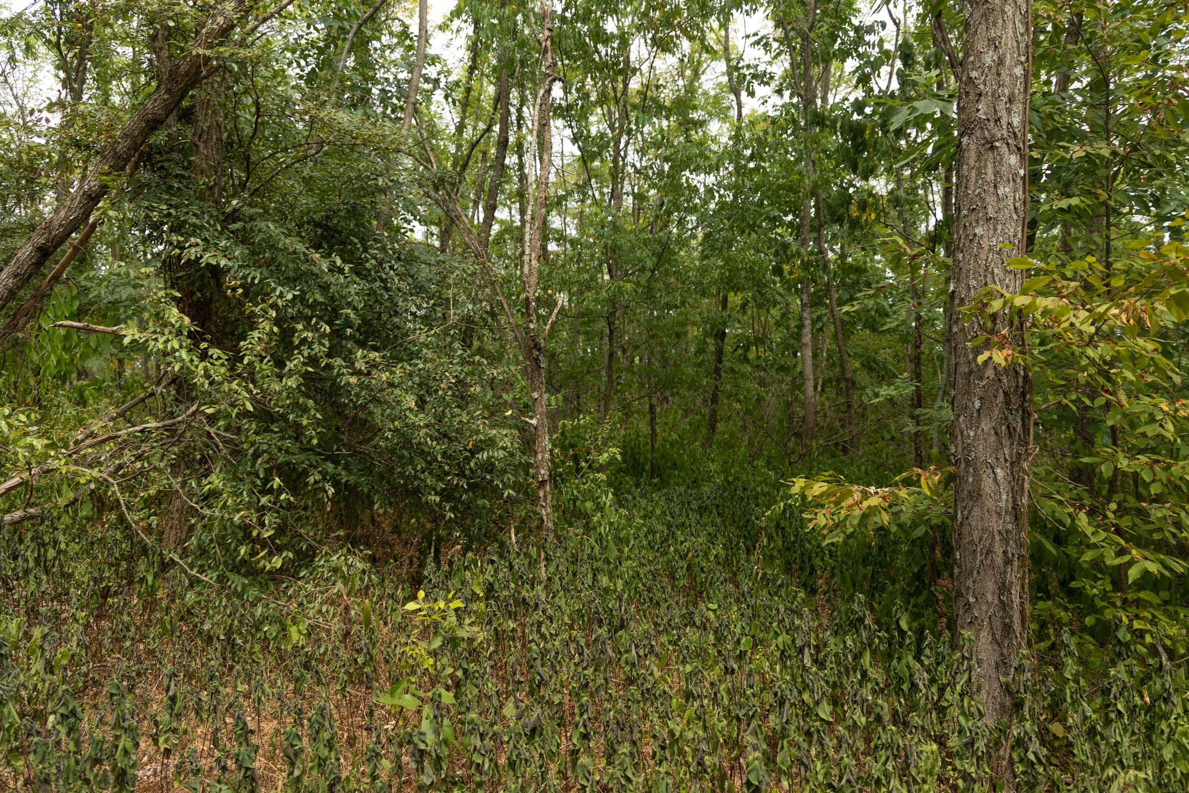 Big White Oak Tract 135 photo 18