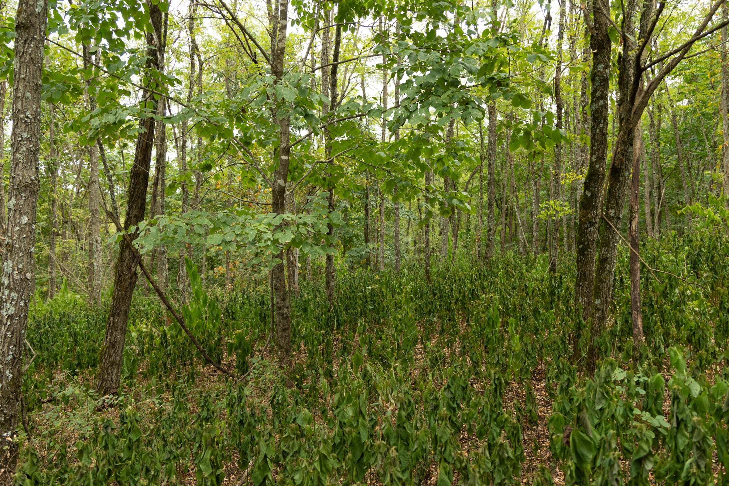 Big White Oak Tract 135 photo 16