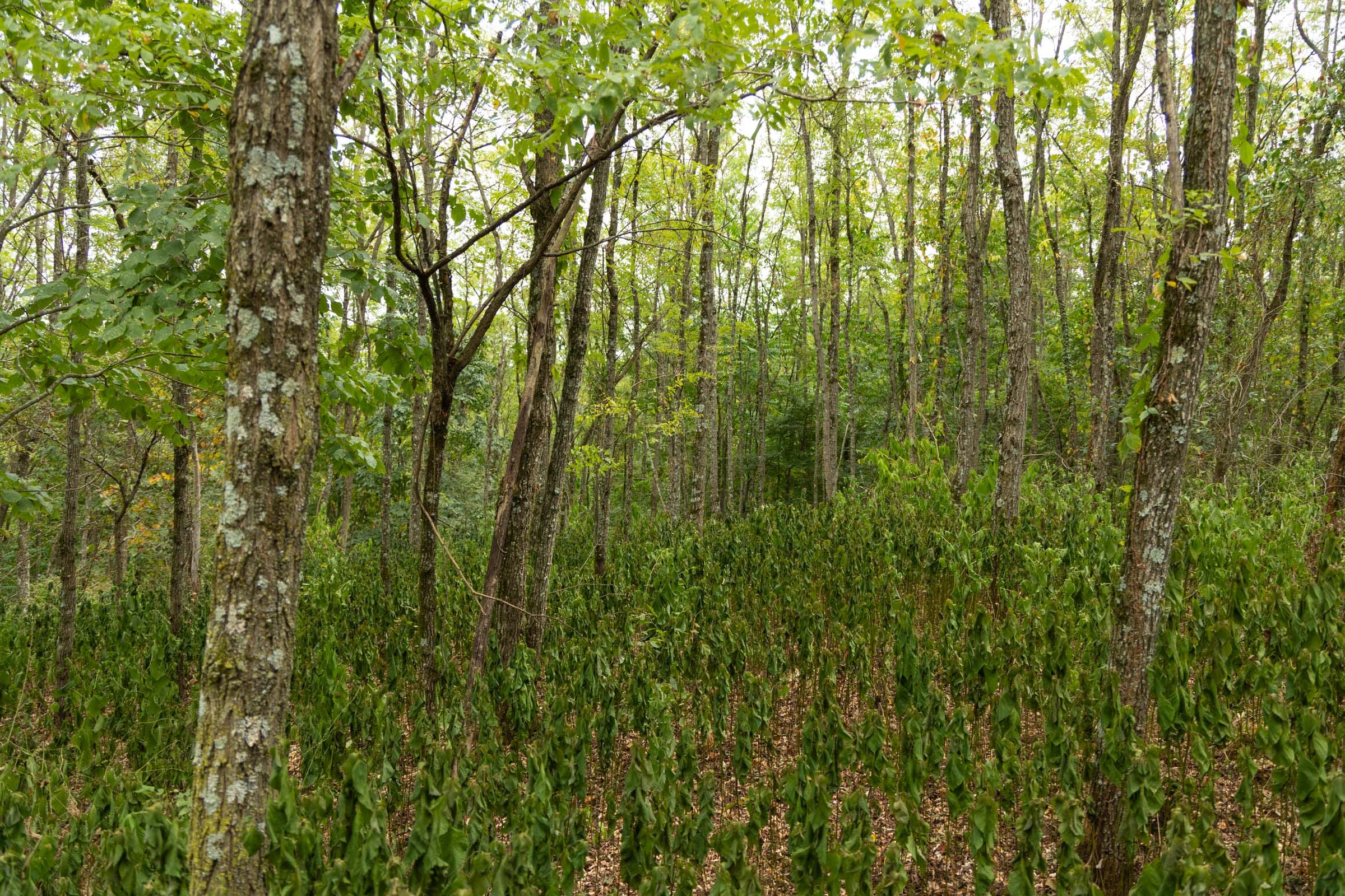 Big White Oak Tract 135 photo 15