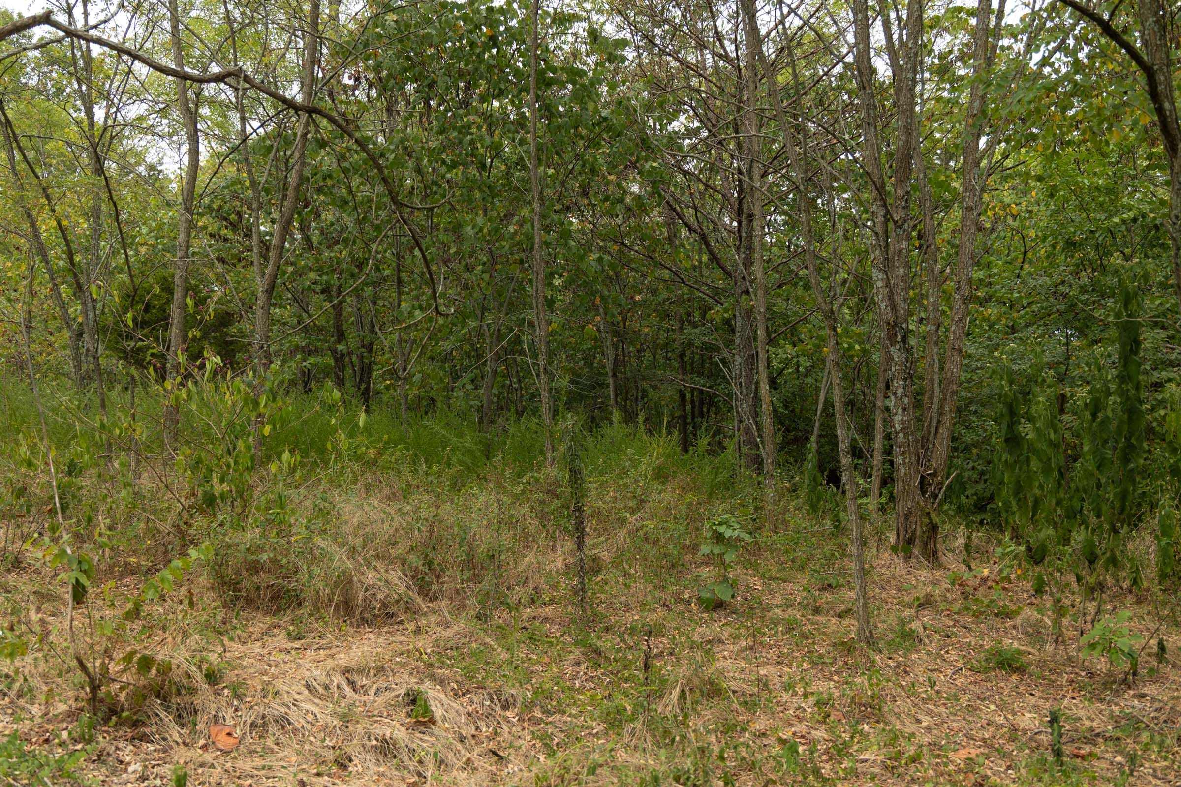 Big White Oak Tract 135 photo 14