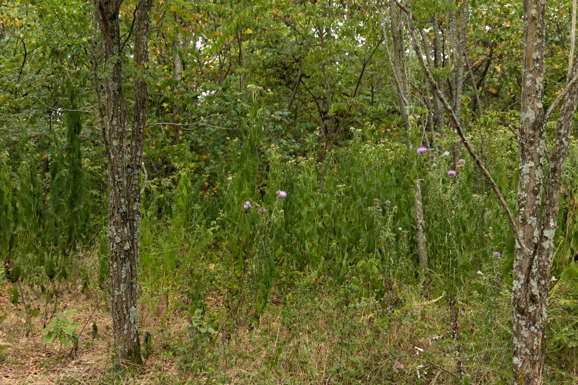 Big White Oak Tract 135 photo 13