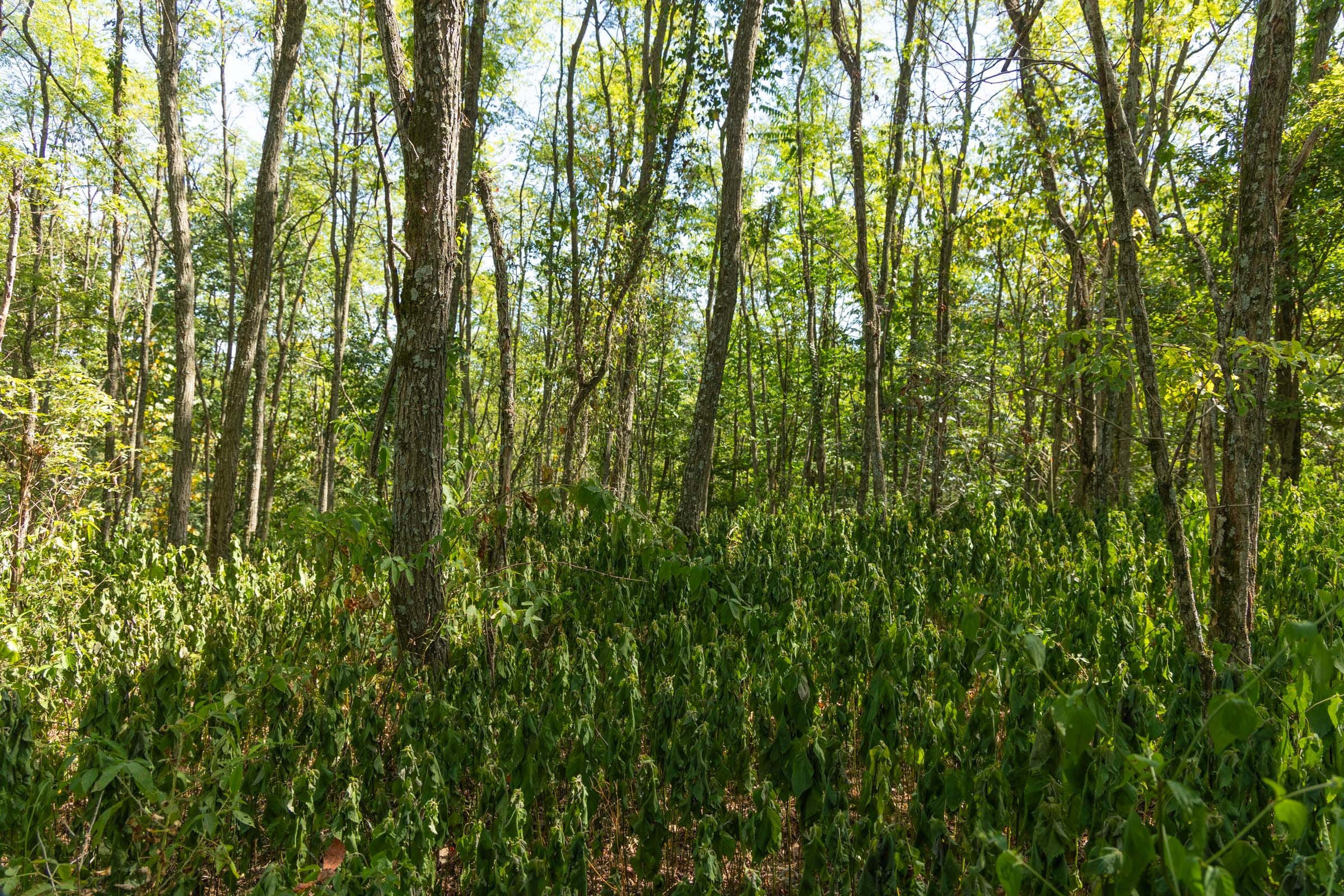 Big White Oak Tract 135 photo 12