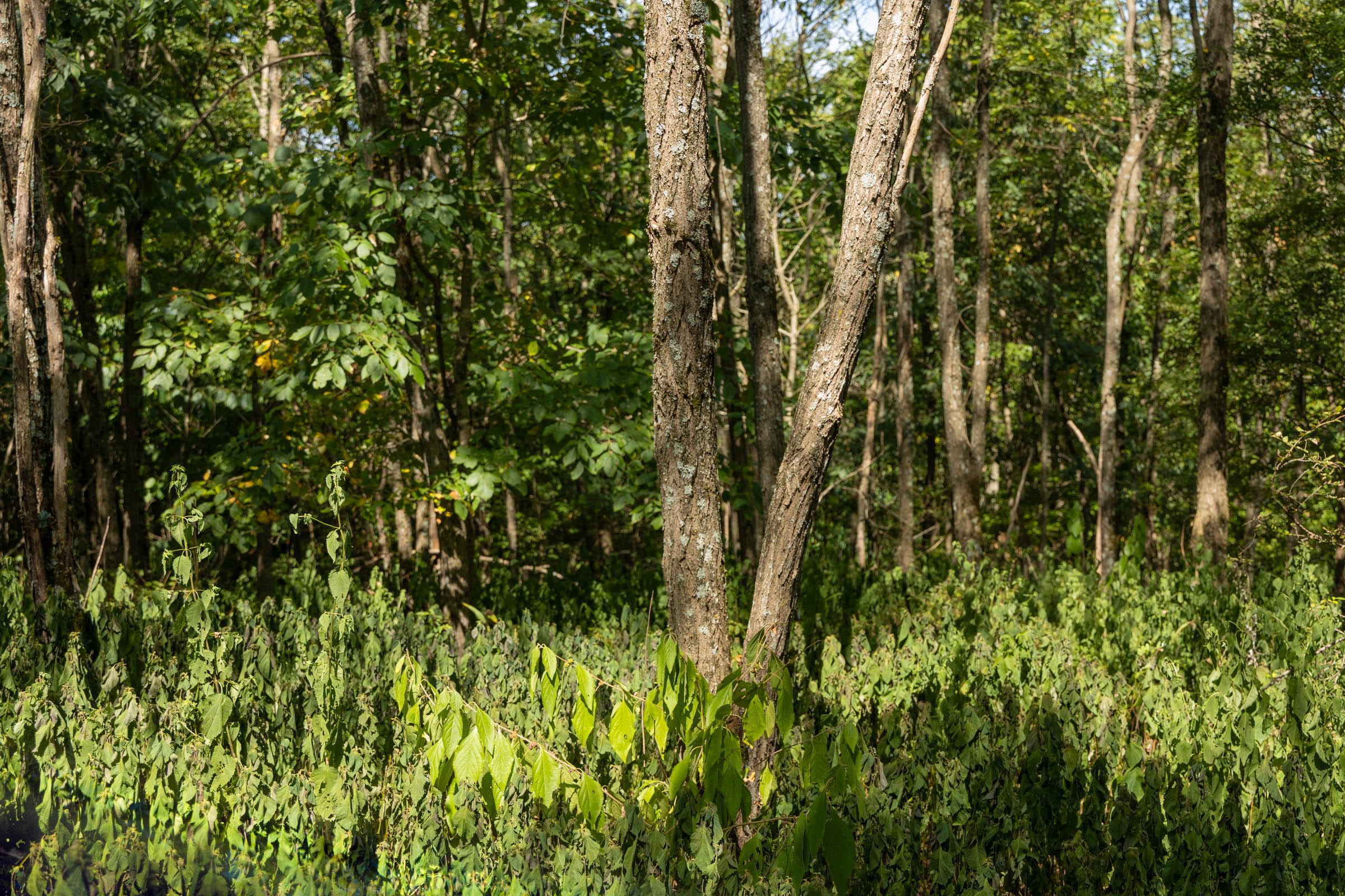Big White Oak Tract 135 photo 11