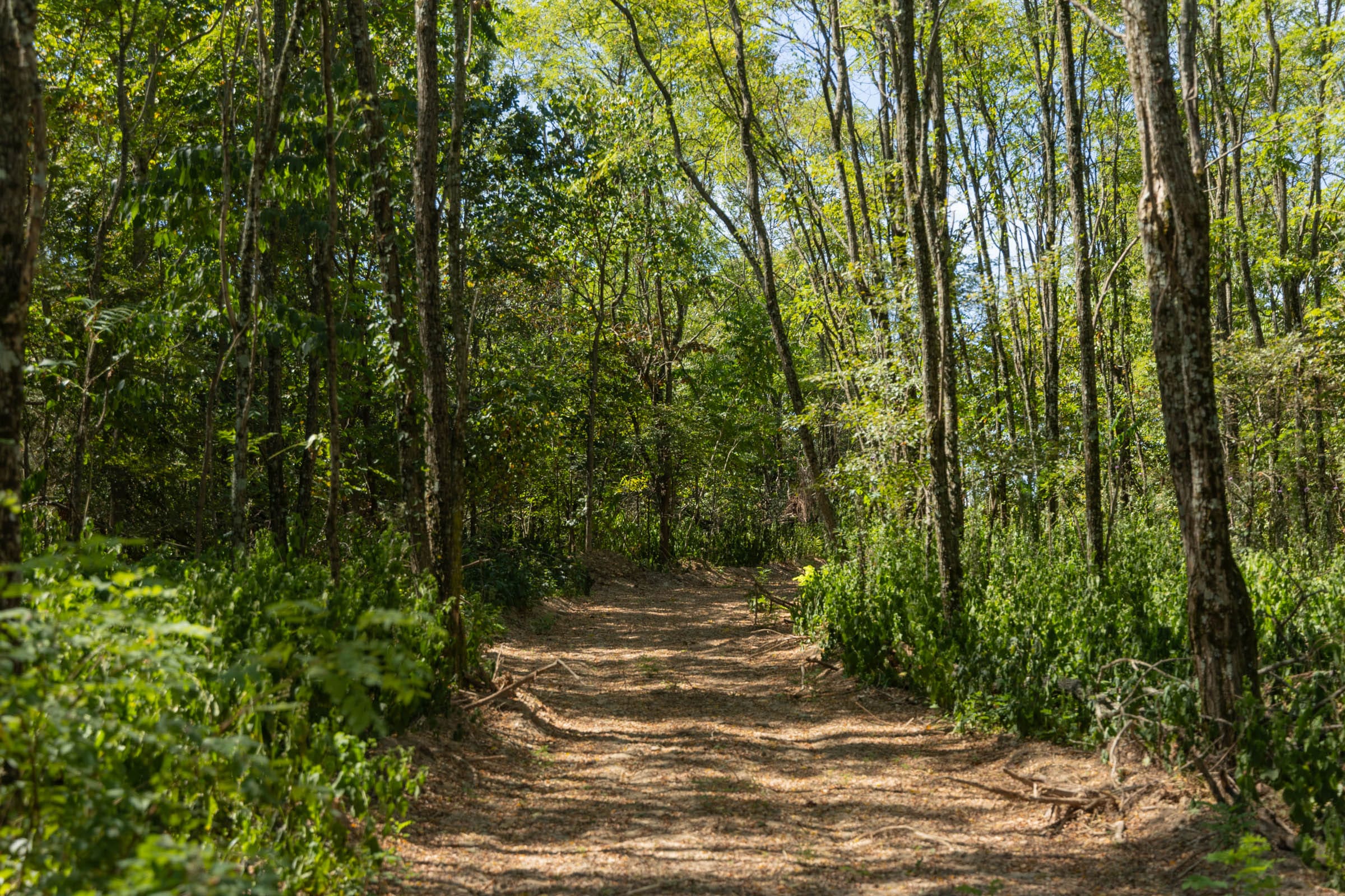 Big White Oak Tract 135 photo 10