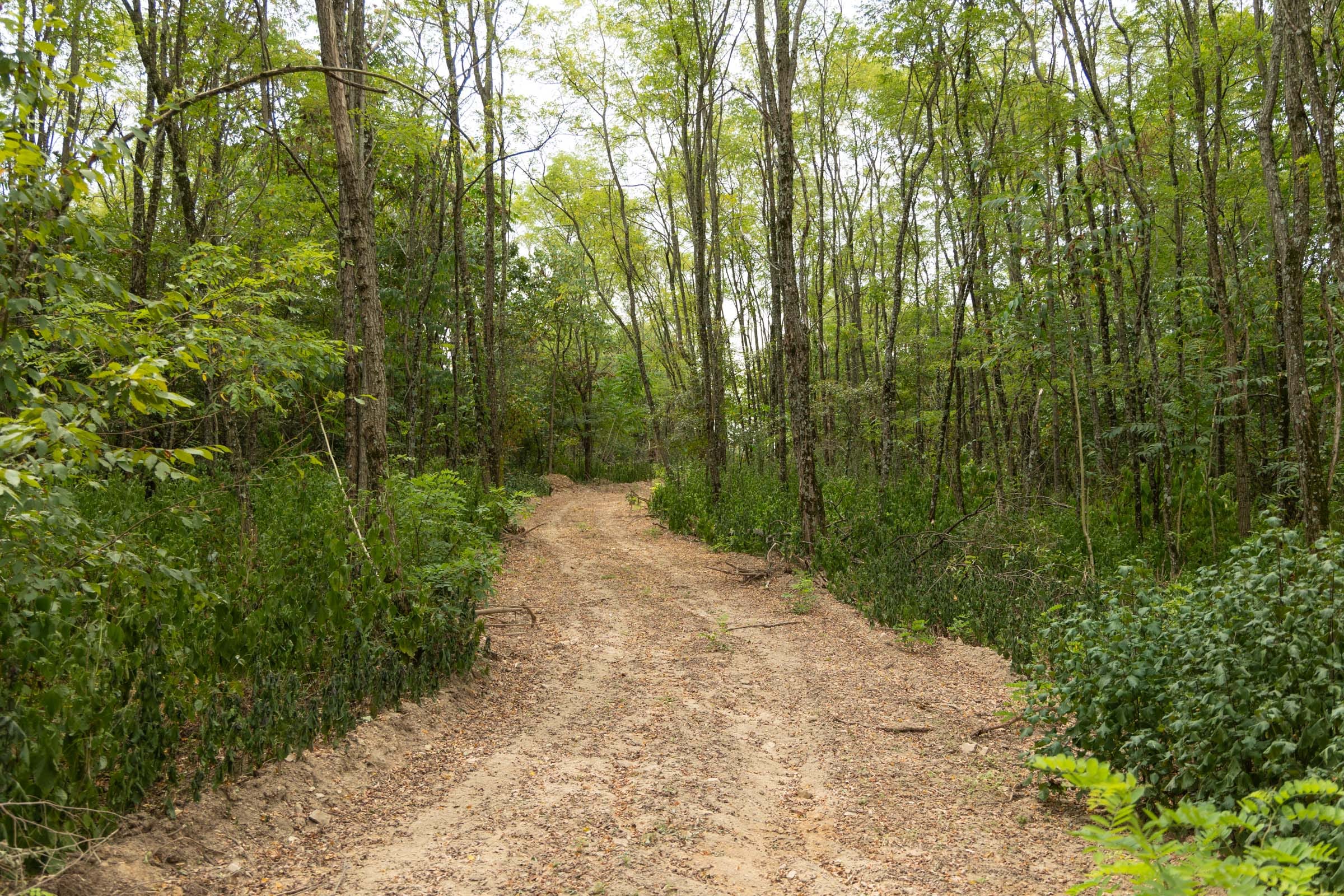 Big White Oak Tract 135 photo 9