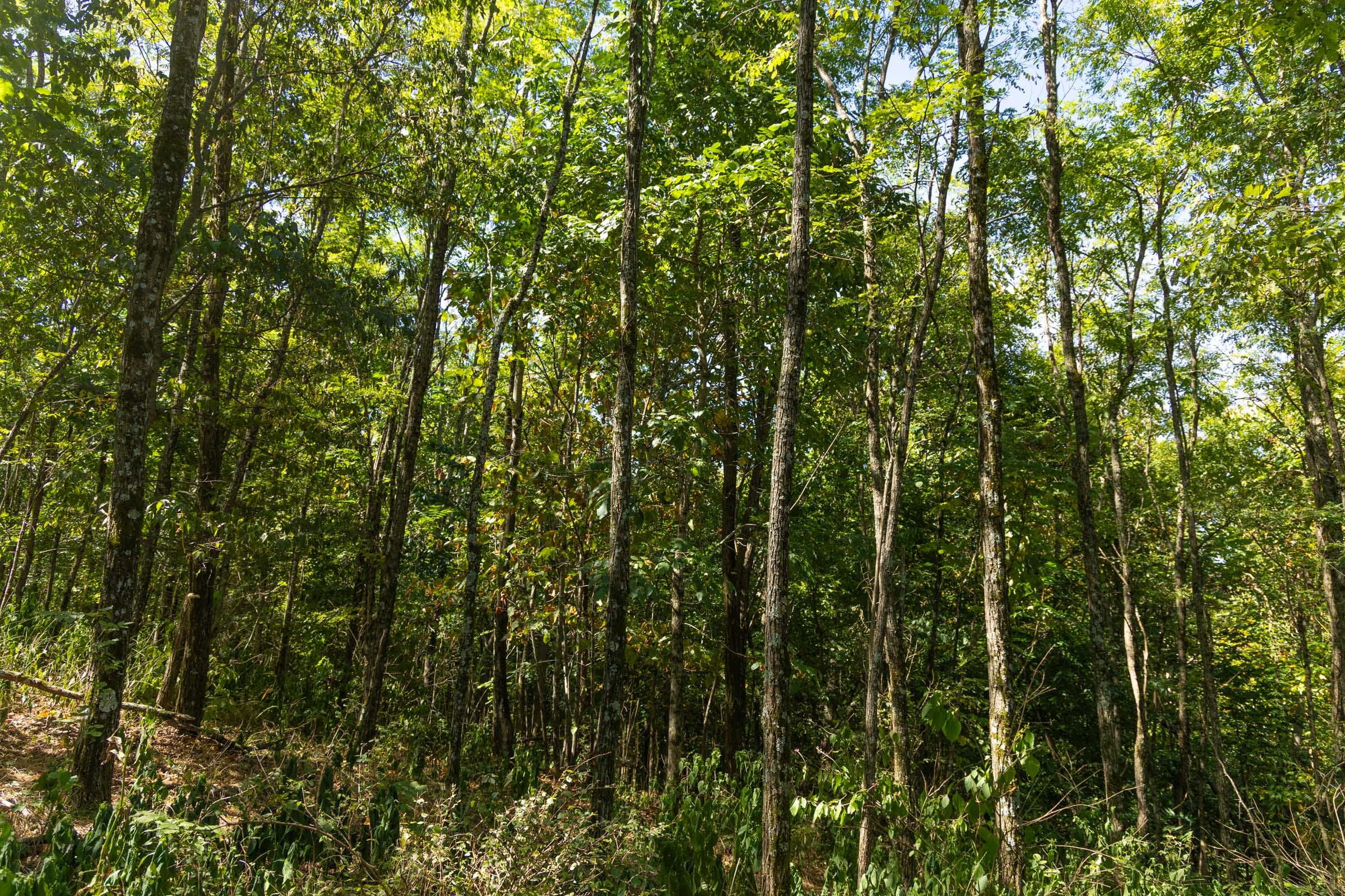 Big White Oak Tract 135 photo 8