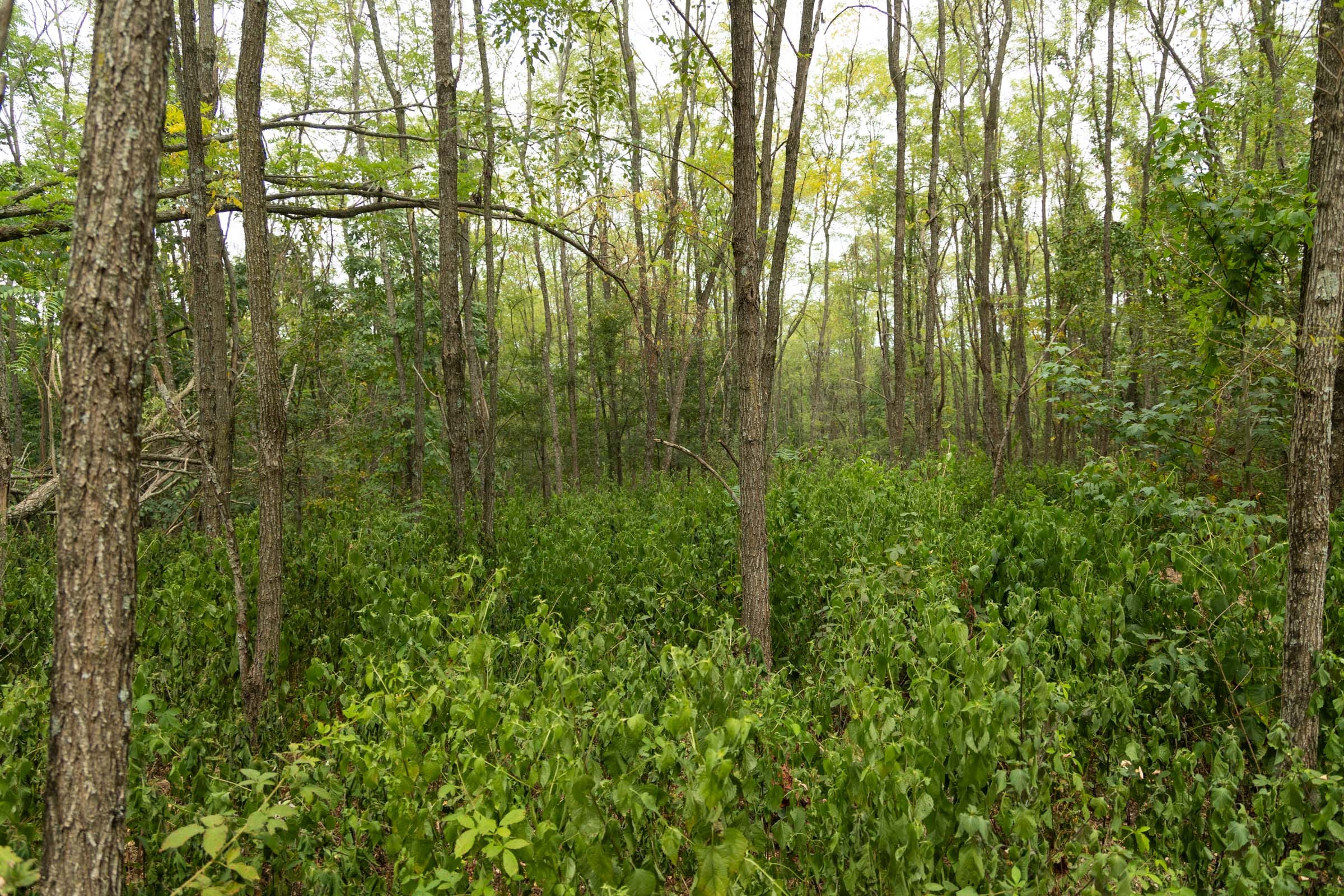 Big White Oak Tract 135 photo 7