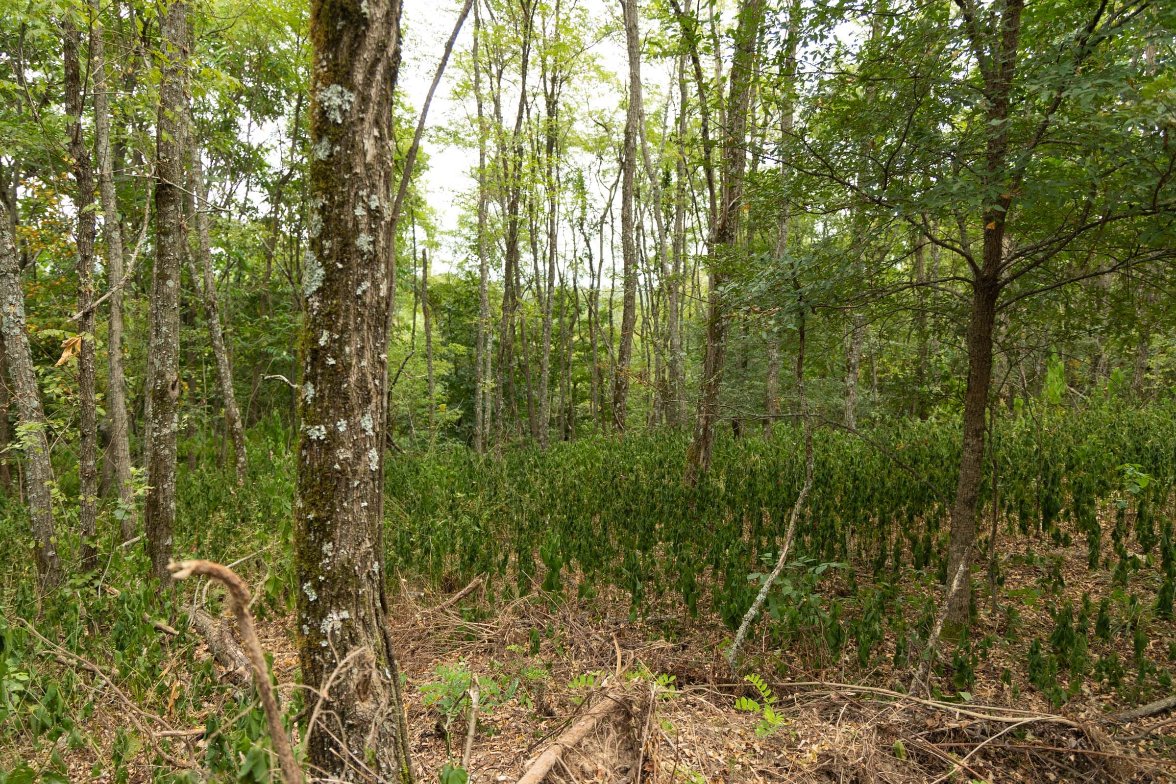 Big White Oak Tract 135 photo 6