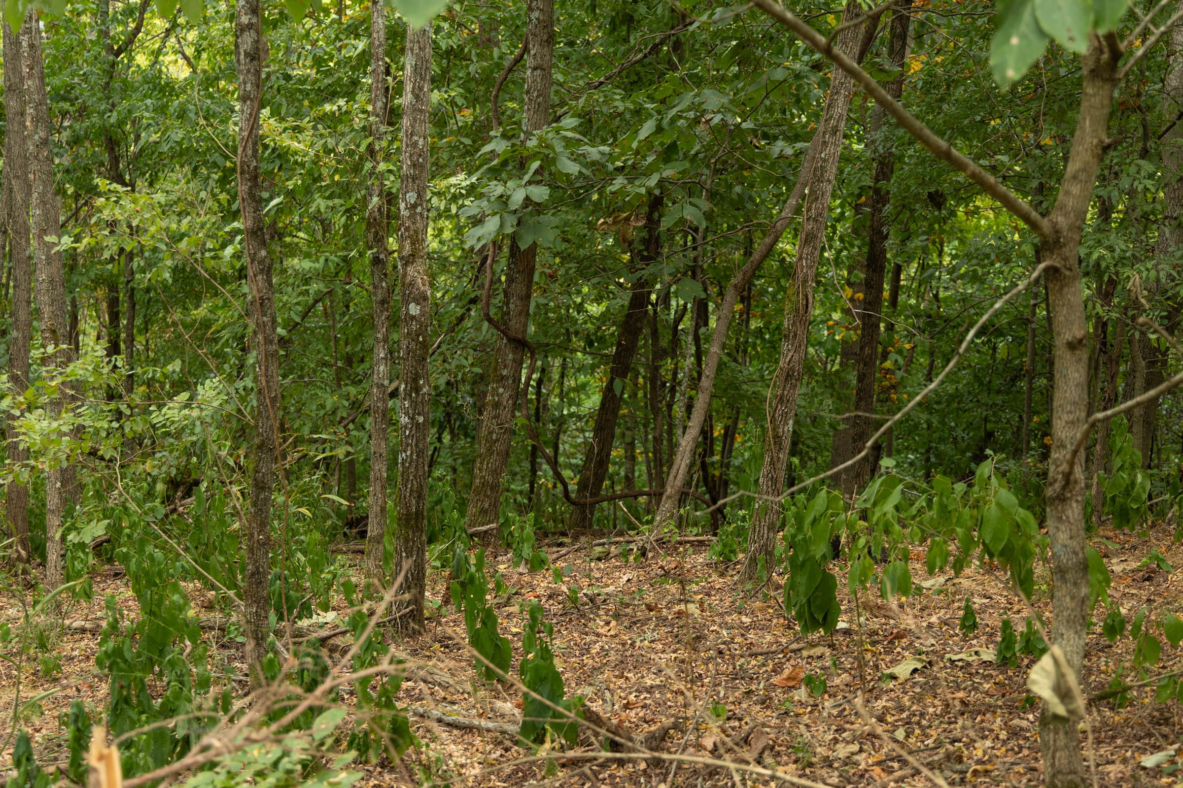 Big White Oak Tract 135 photo 5