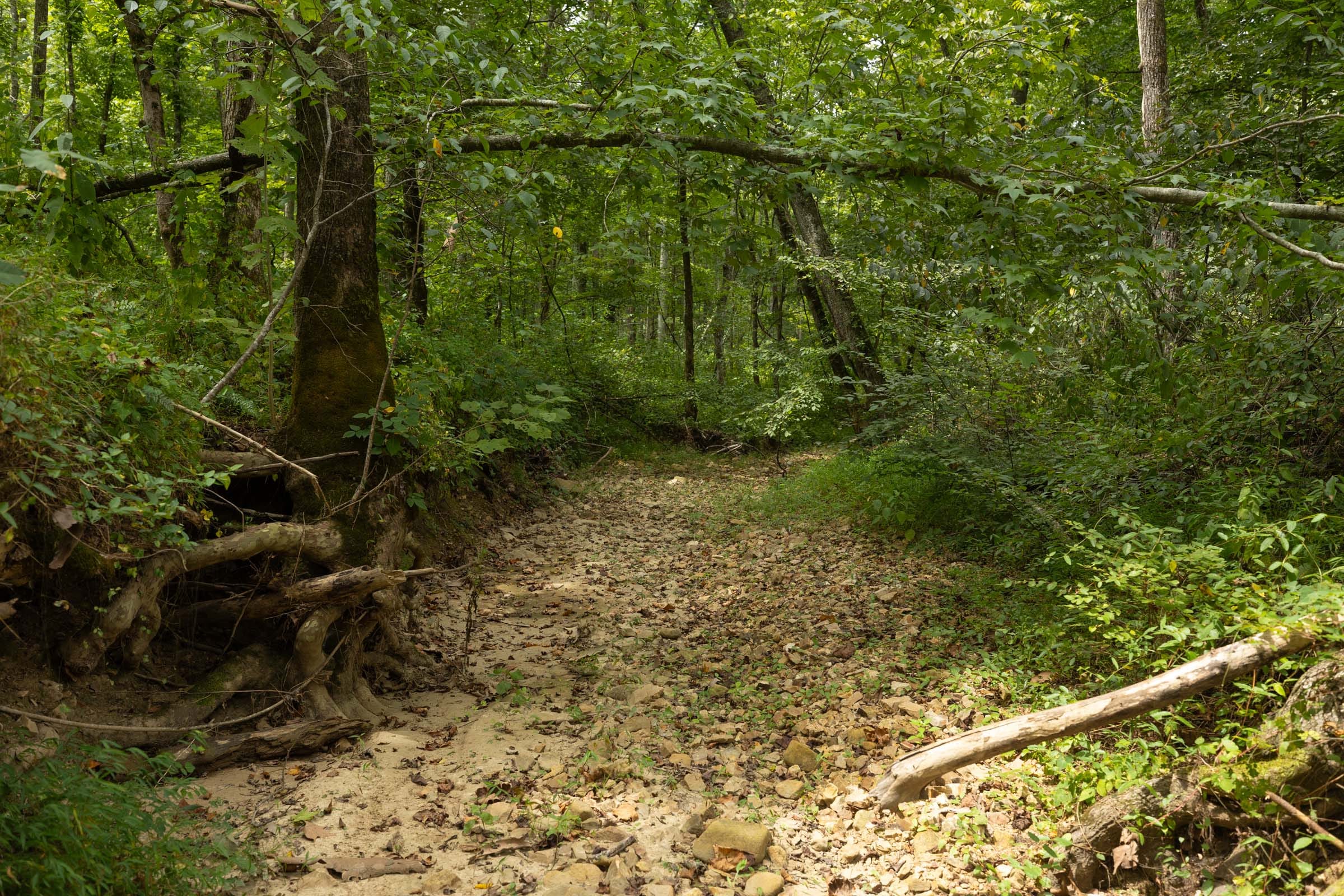 Big White Oak Tract 135 photo 4