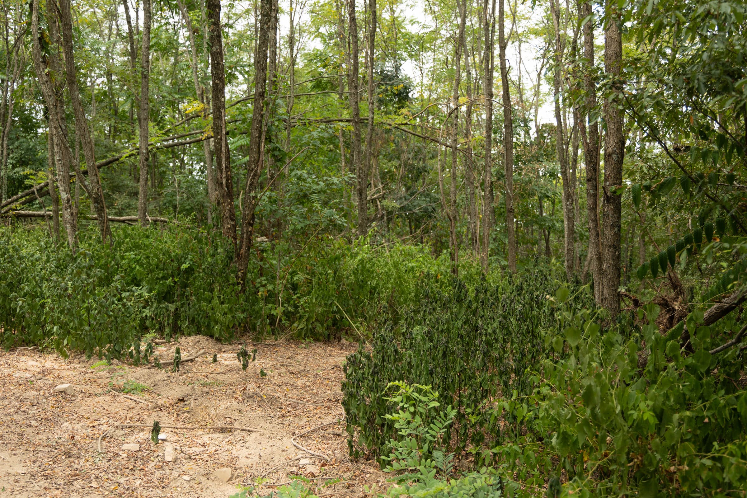 Big White Oak Tract 135 photo 3