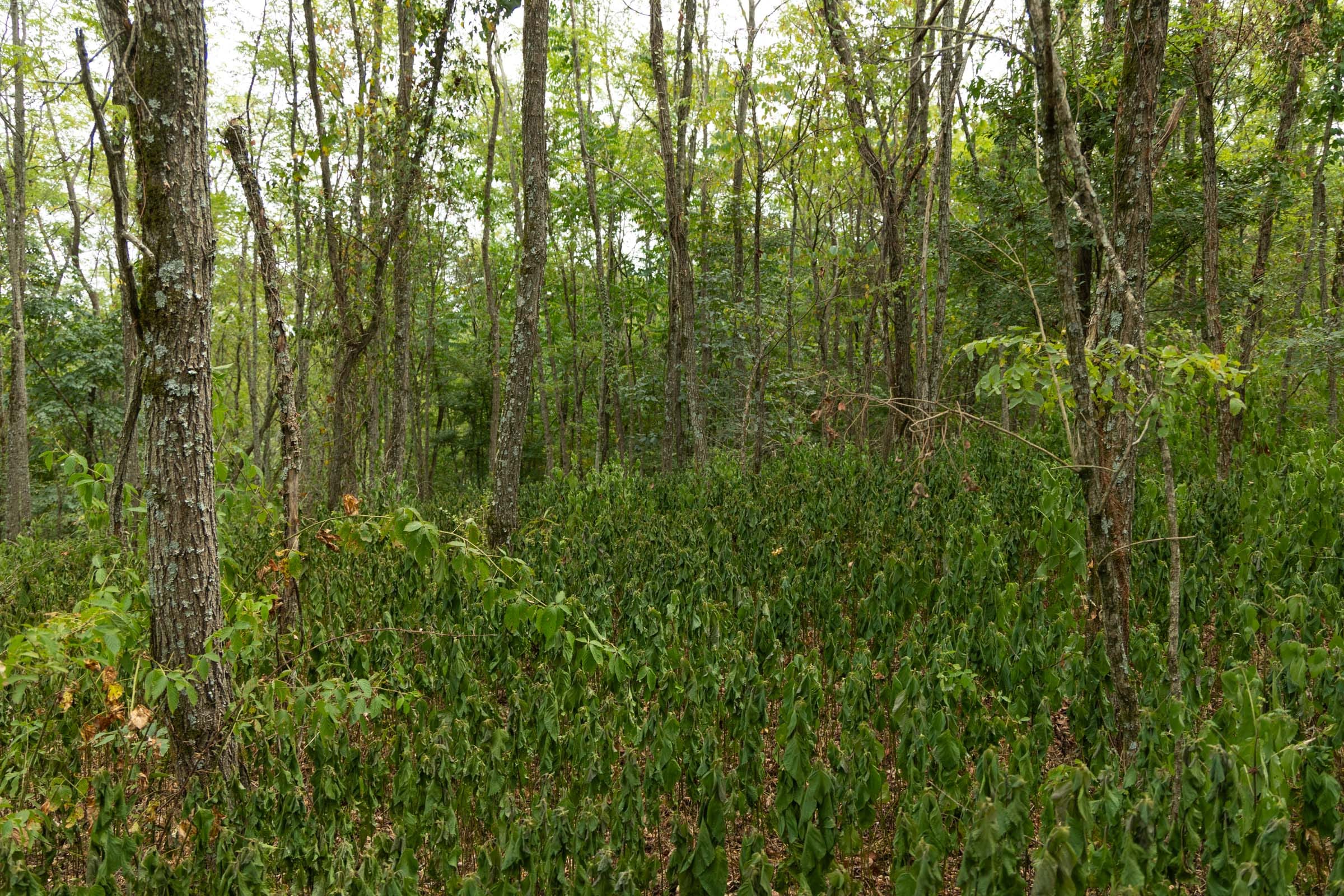 Big White Oak Tract 135 photo 2