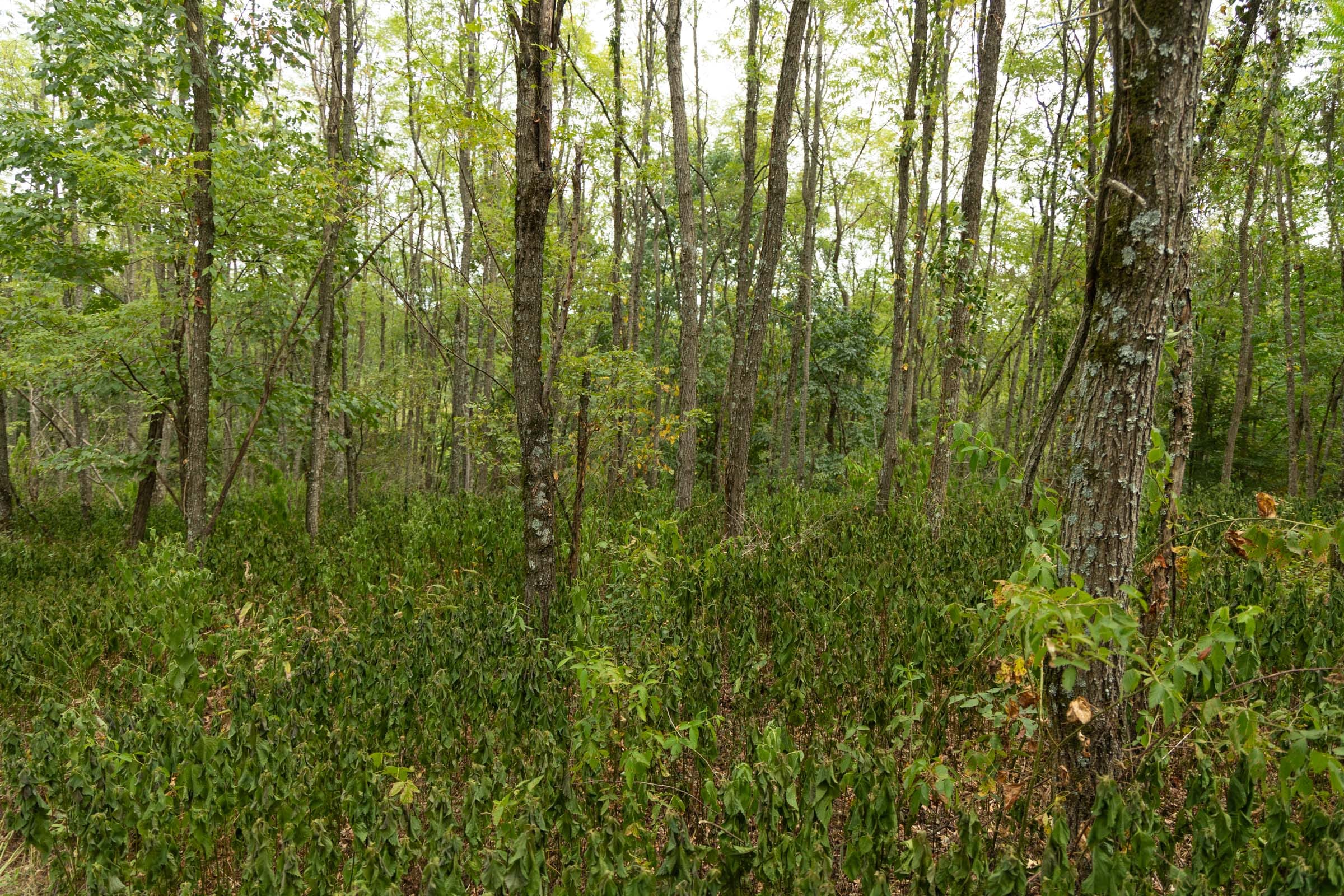 Big White Oak Tract 135 photo 1