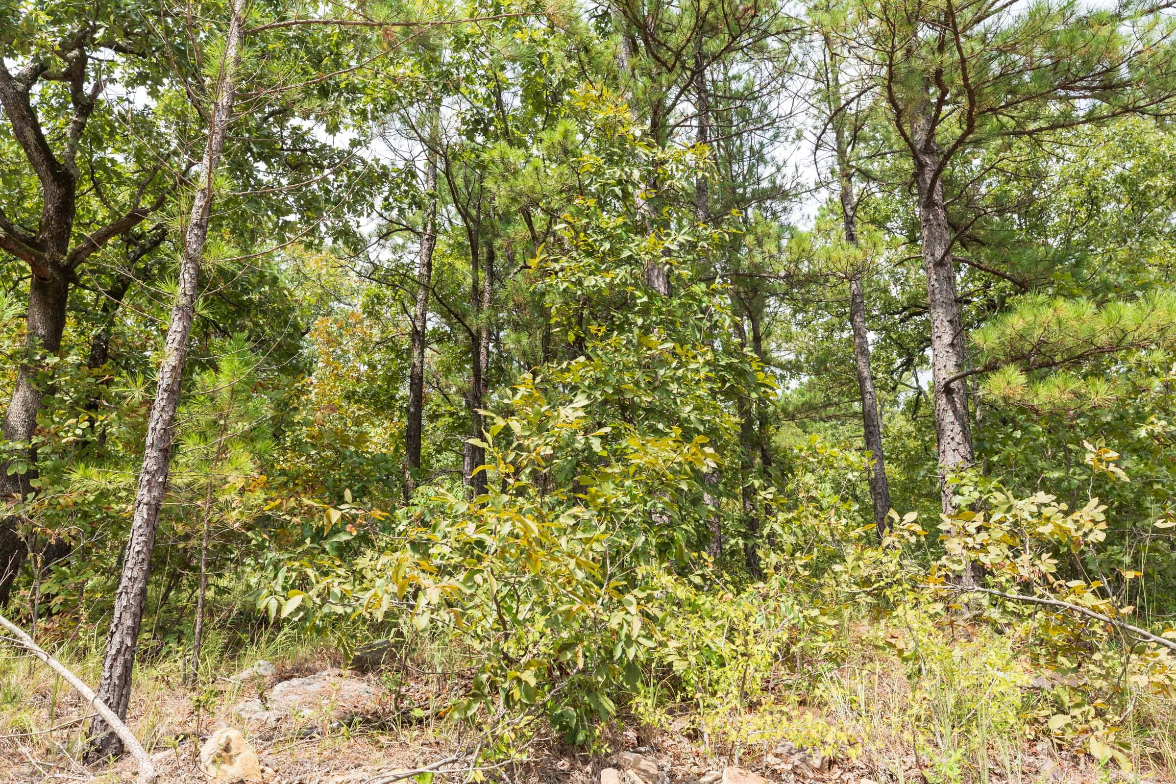 Stone Bridge Phase V Tract 357 photo 12