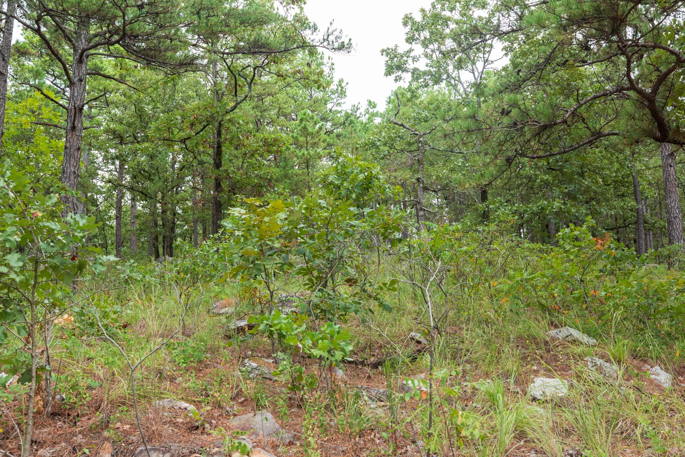 Stone Bridge Phase V Tract 357 photo 21