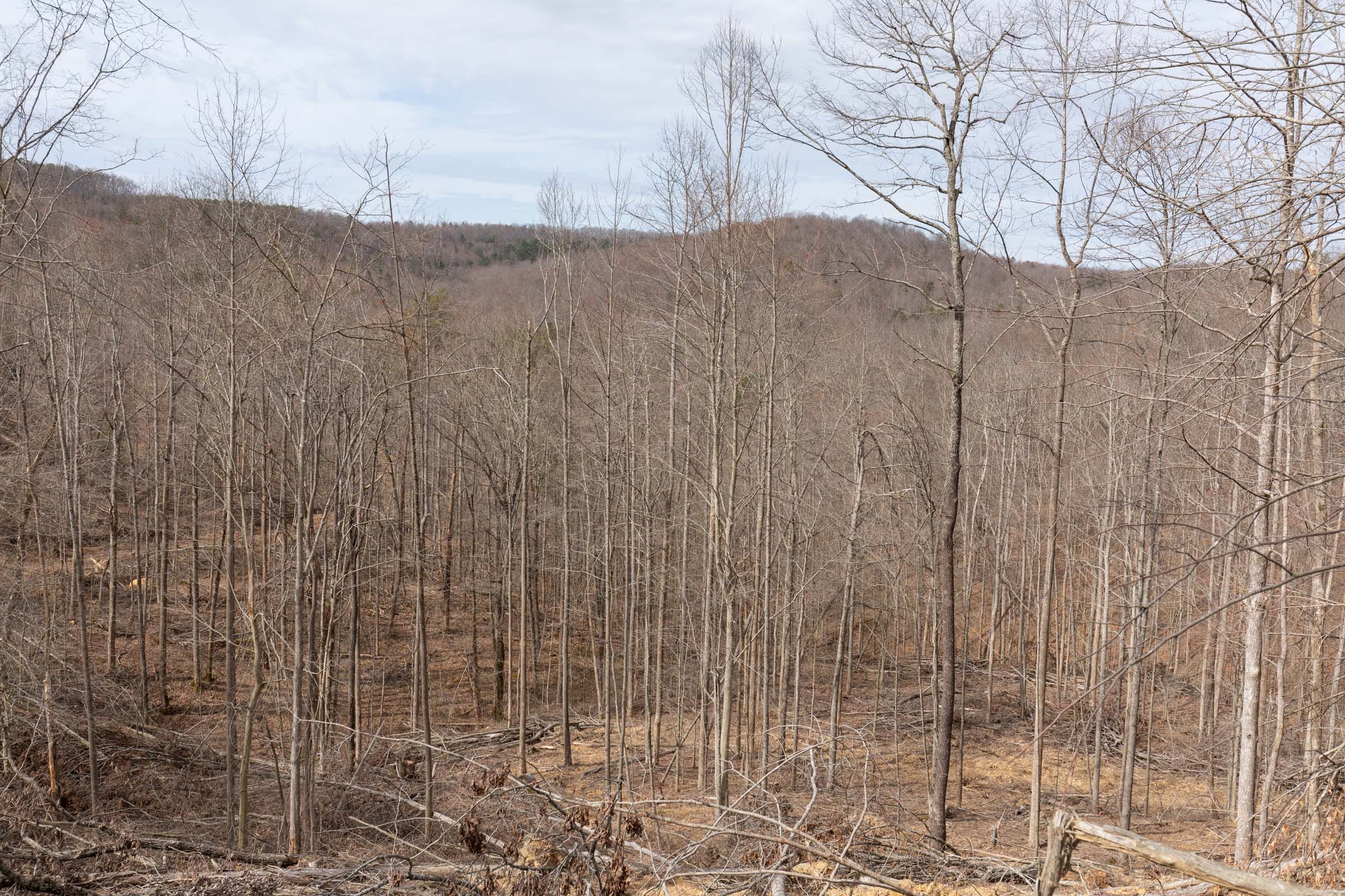Creek Hollow Phase I Tract 3 photo 4