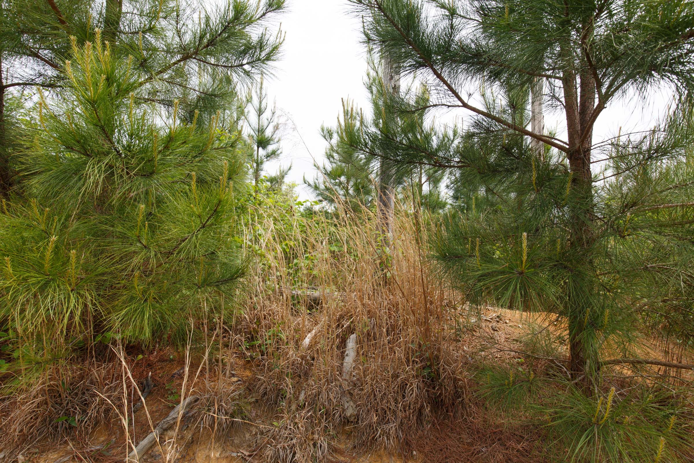 Red Barn Ranch Tract 49 photo 5