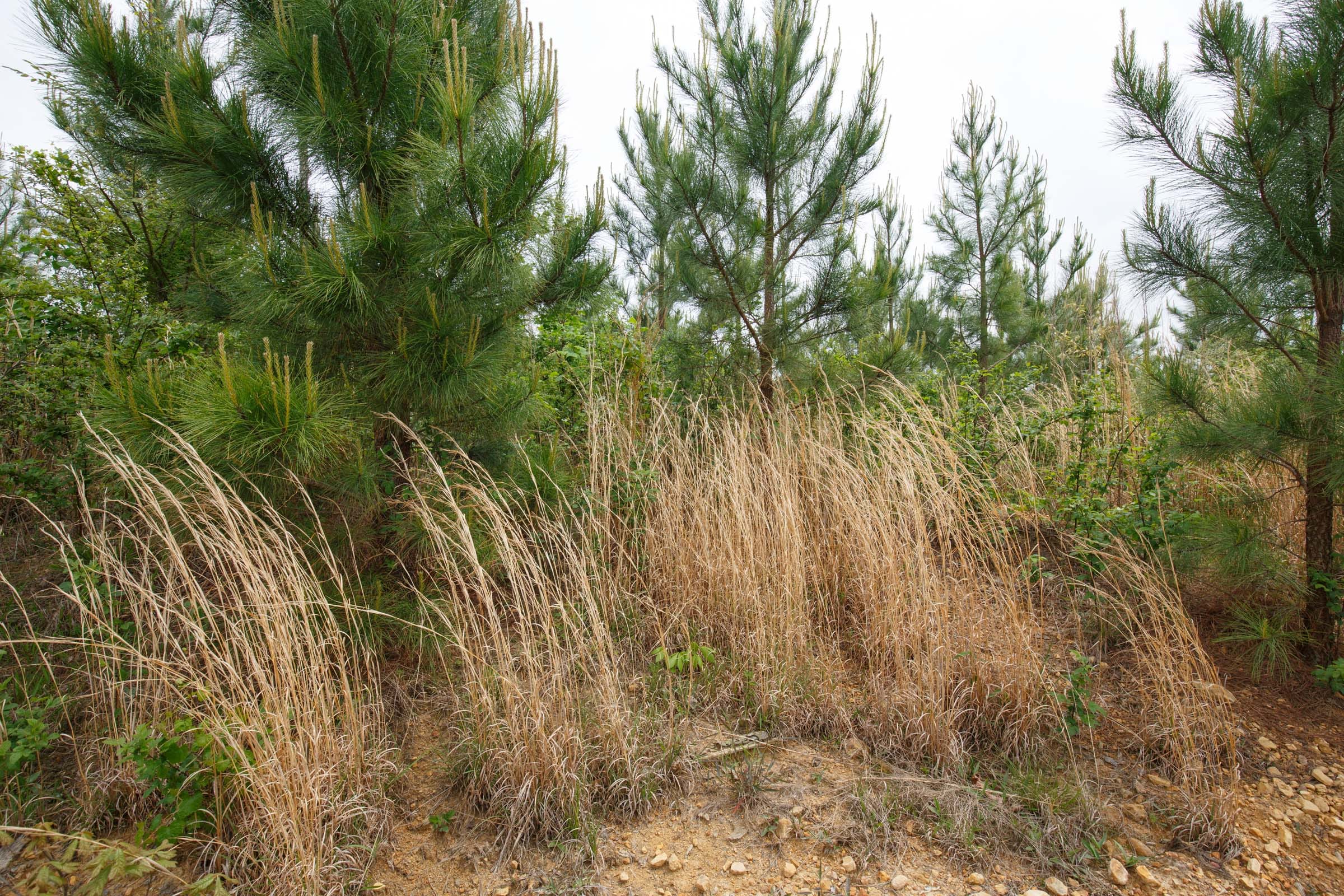Red Barn Ranch Tract 49 photo 8