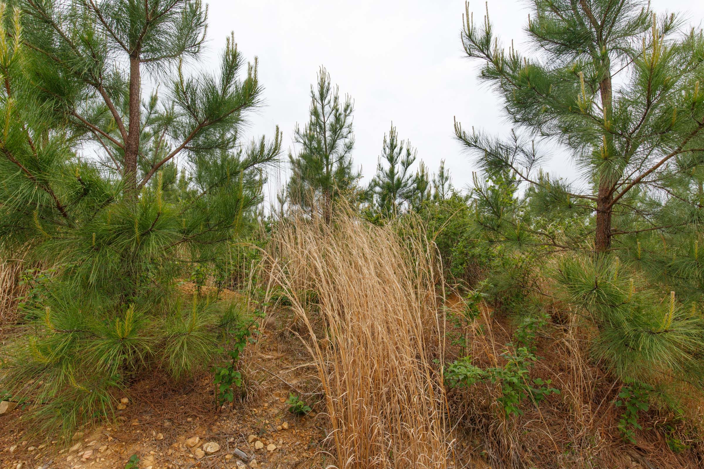 Red Barn Ranch Tract 49 photo 9