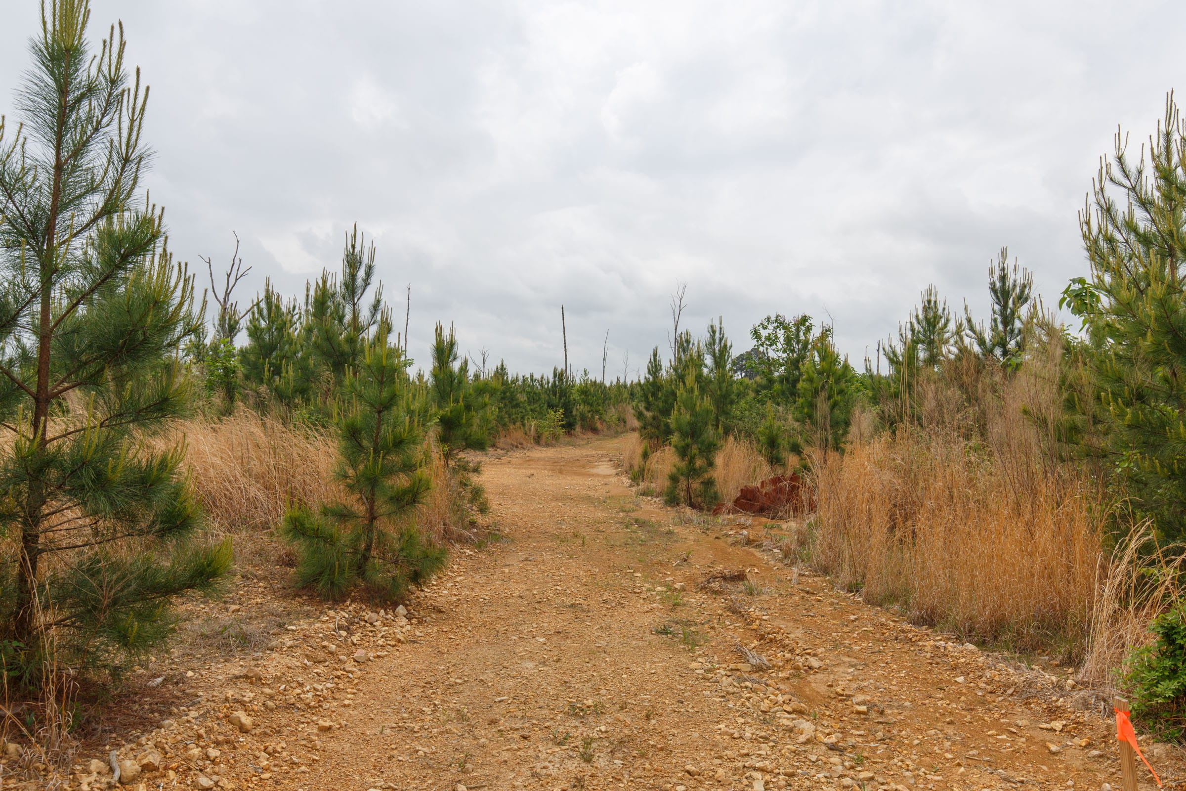 Red Barn Ranch Tract 49 photo 6