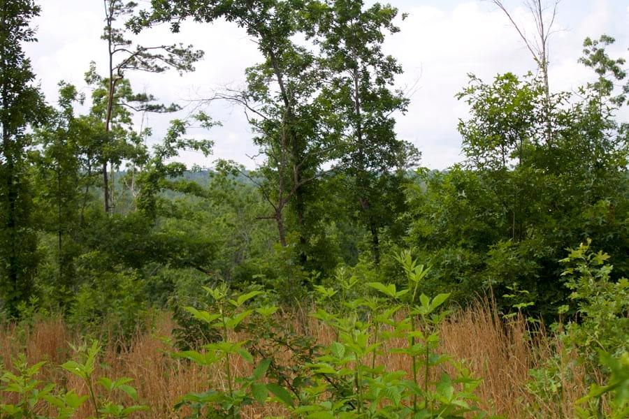 Thunder Mountain Ranch Tract 35 photo 1