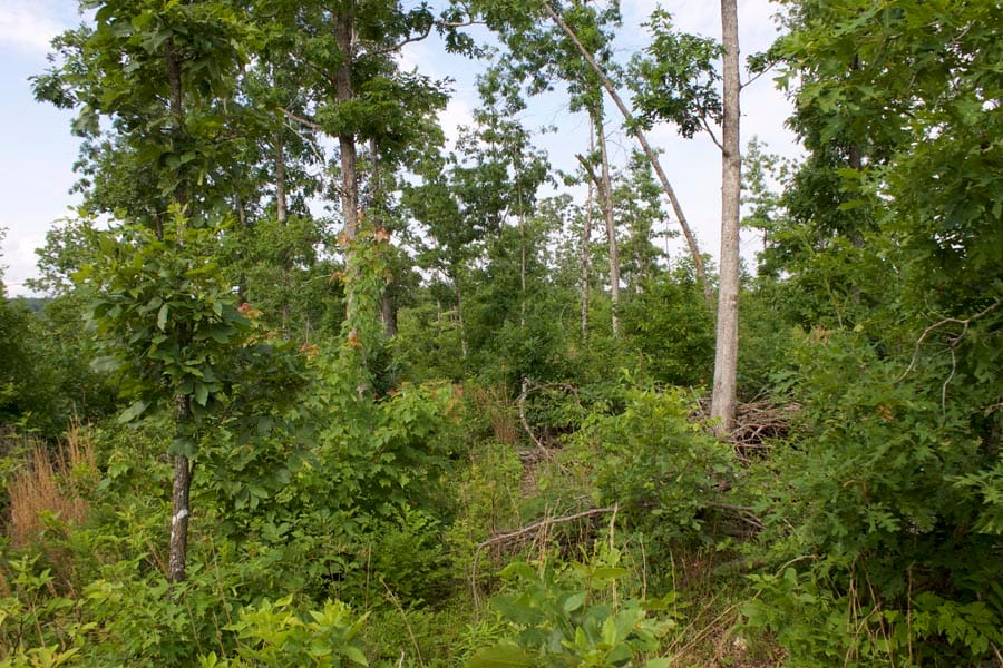 Thunder Mountain Ranch Tract 35 photo 5