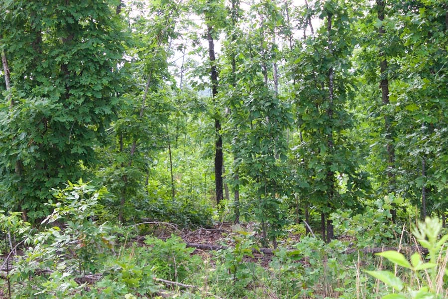 Thunder Mountain Ranch Tract 35 photo 6