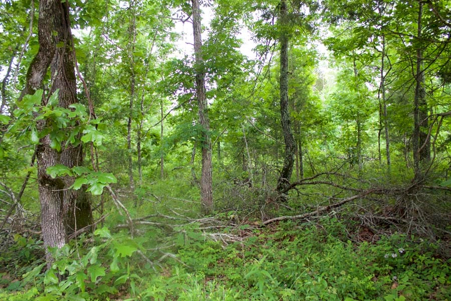 Thunder Mountain Ranch Tract 50 photo 3