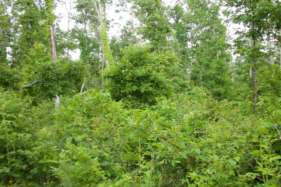 Thunder Mountain Ranch Tract 50 photo 5