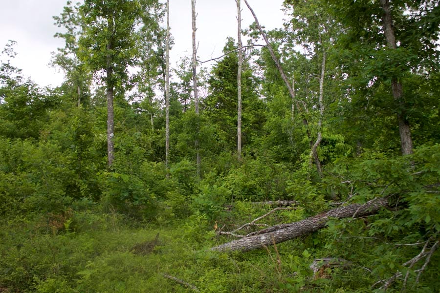 Thunder Mountain Ranch Tract 50 photo 6