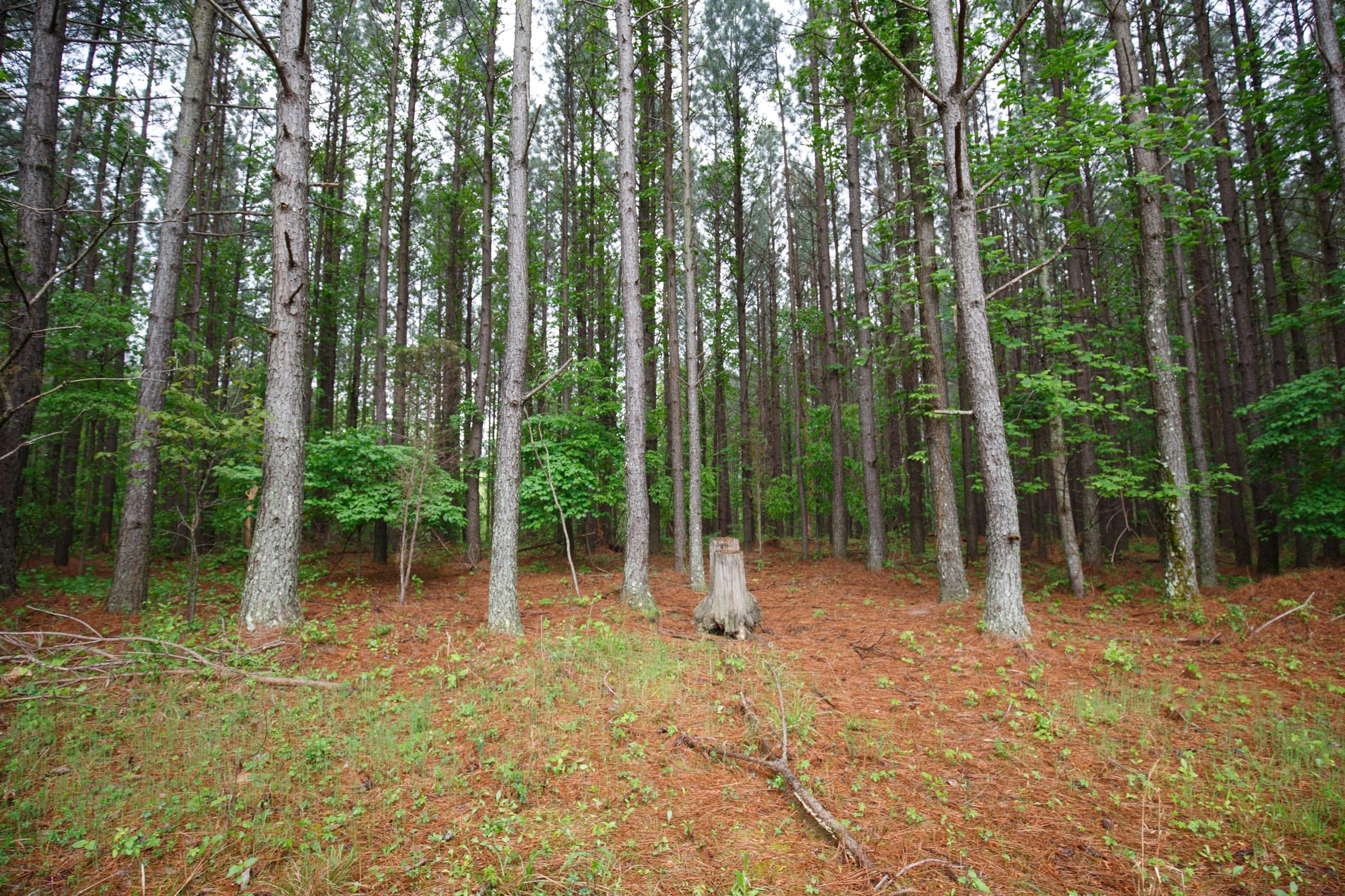 Red Barn Ranch Tract 29 photo 7
