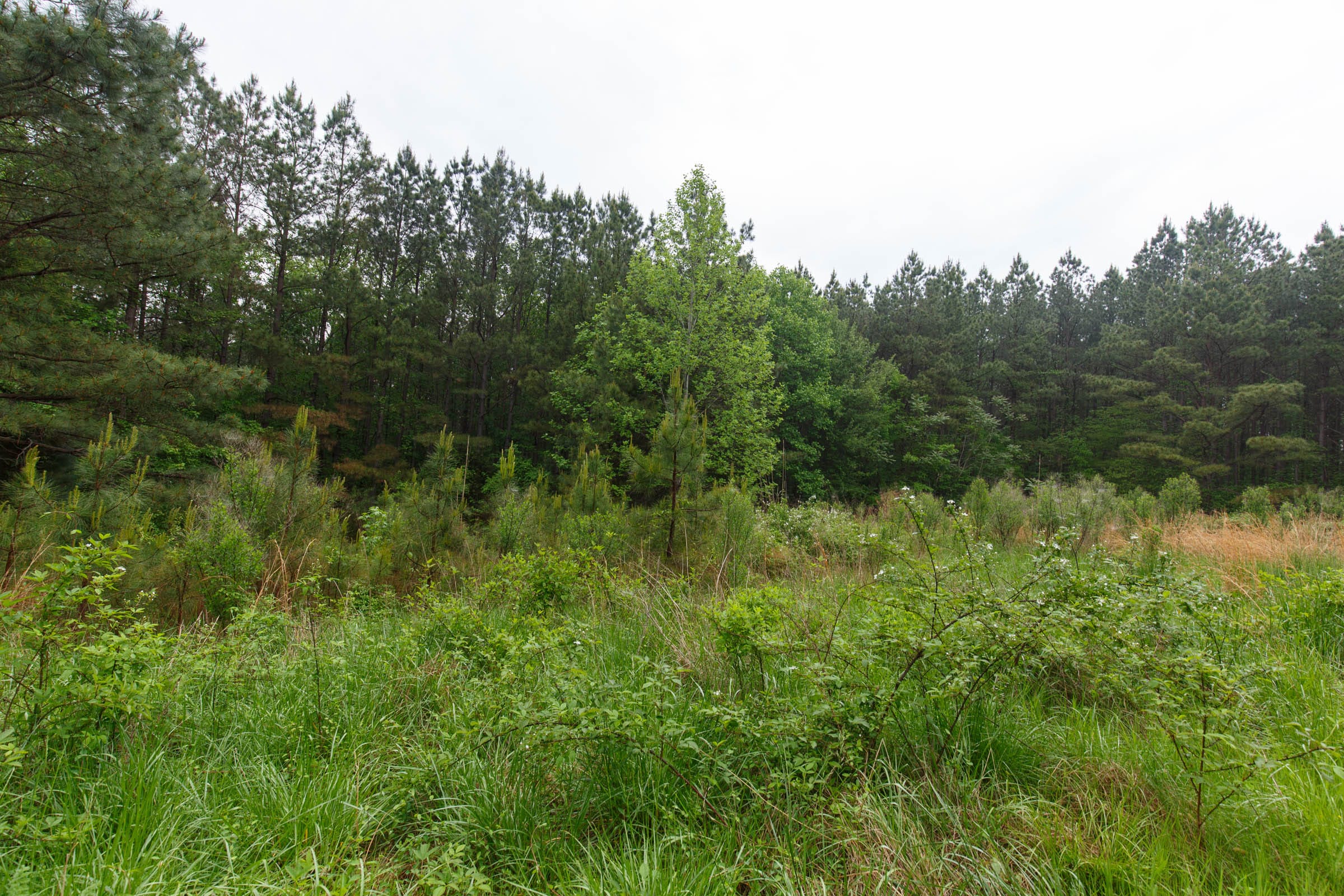Red Barn Ranch Tract 29 photo 9