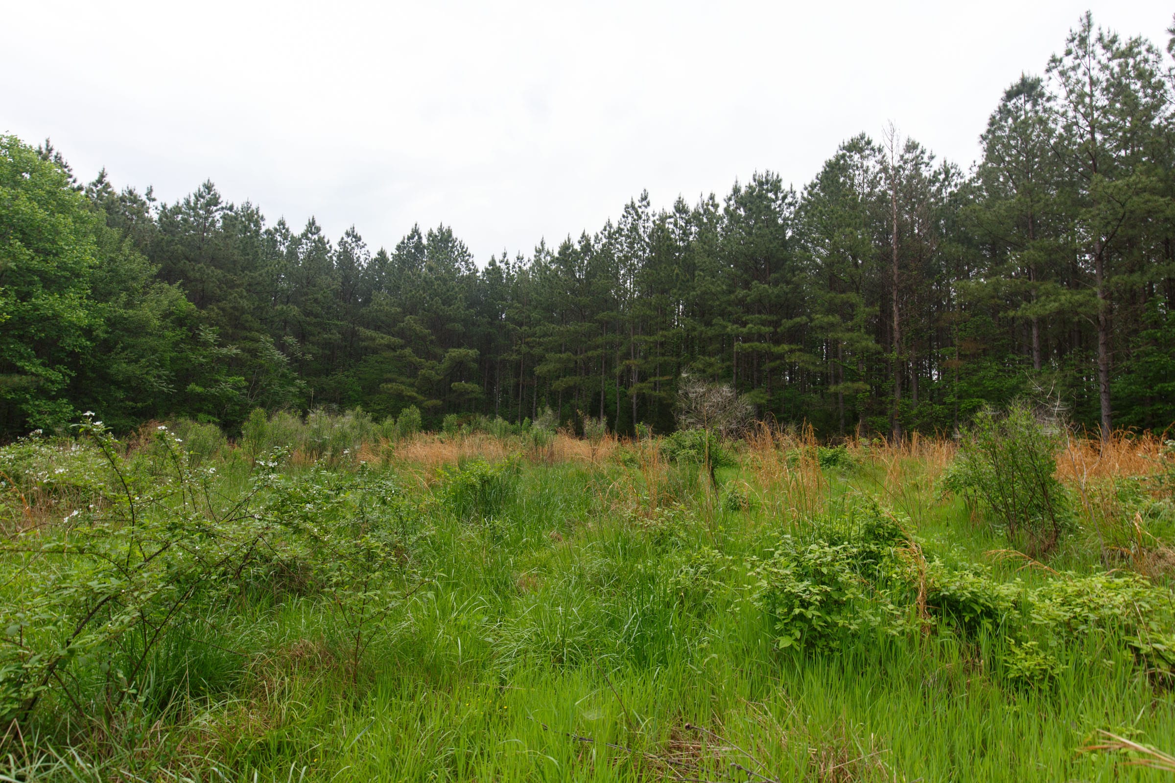 Red Barn Ranch Tract 29 photo 10