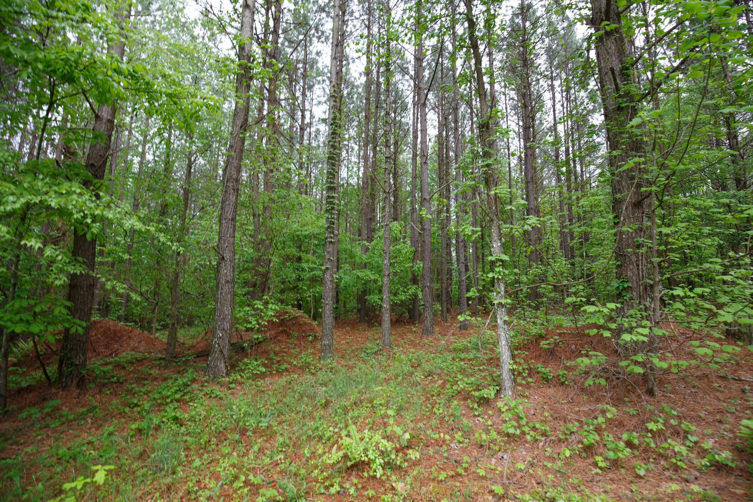Red Barn Ranch Tract 29 photo 12