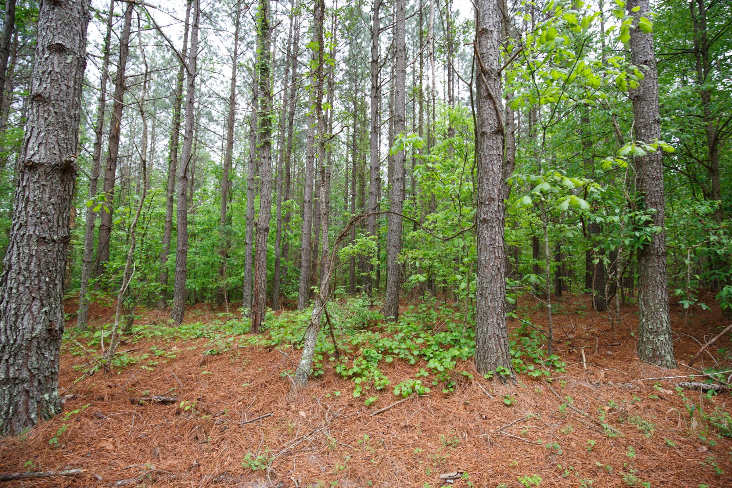 Red Barn Ranch Tract 29 photo 13