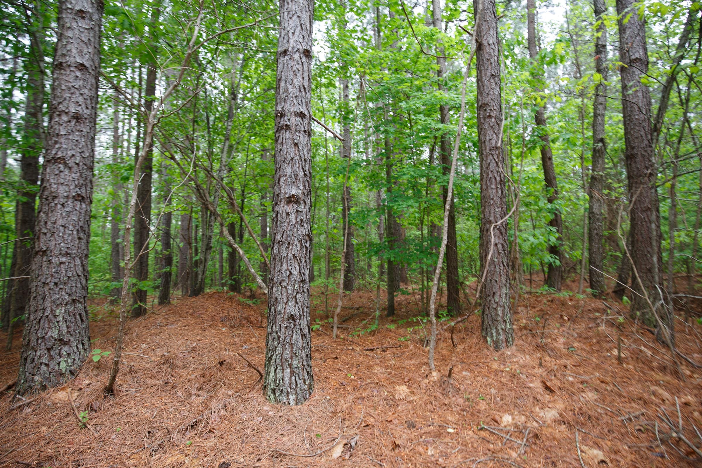Red Barn Ranch Tract 29 photo 14