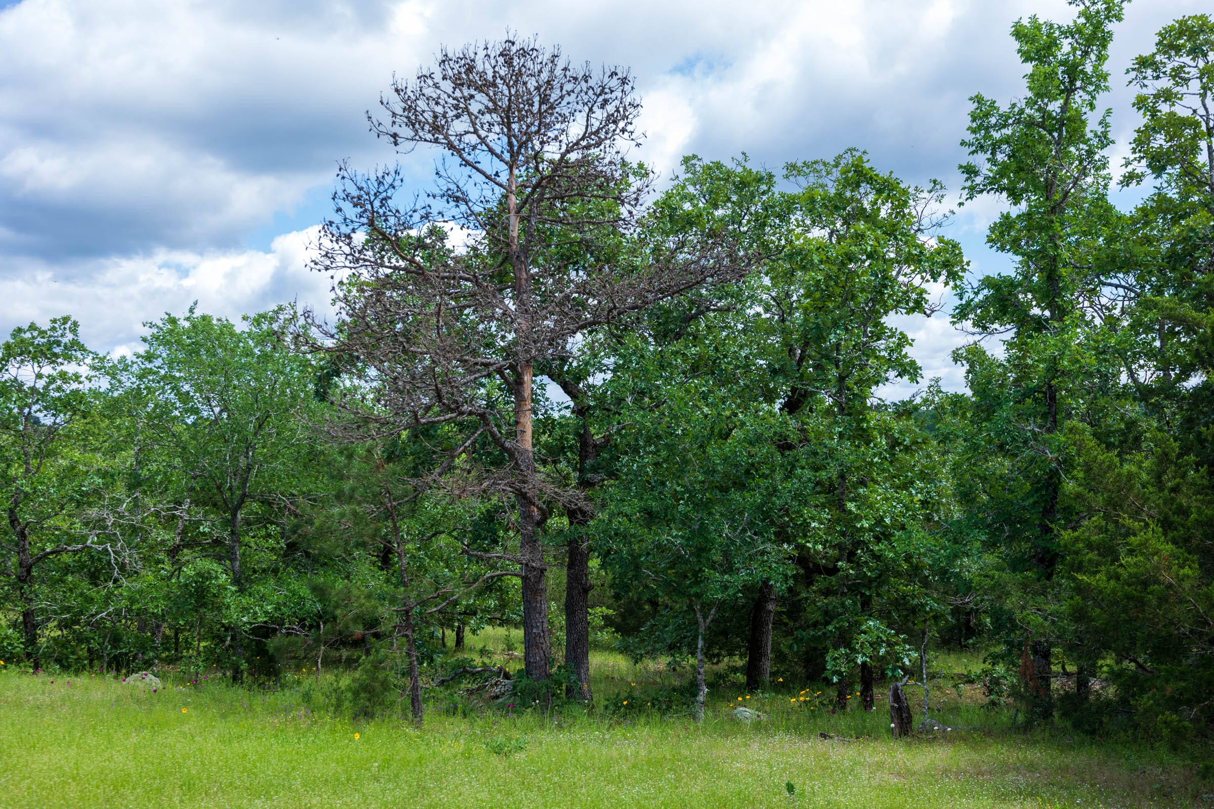 Falcon Crest Tract 26 photo 6