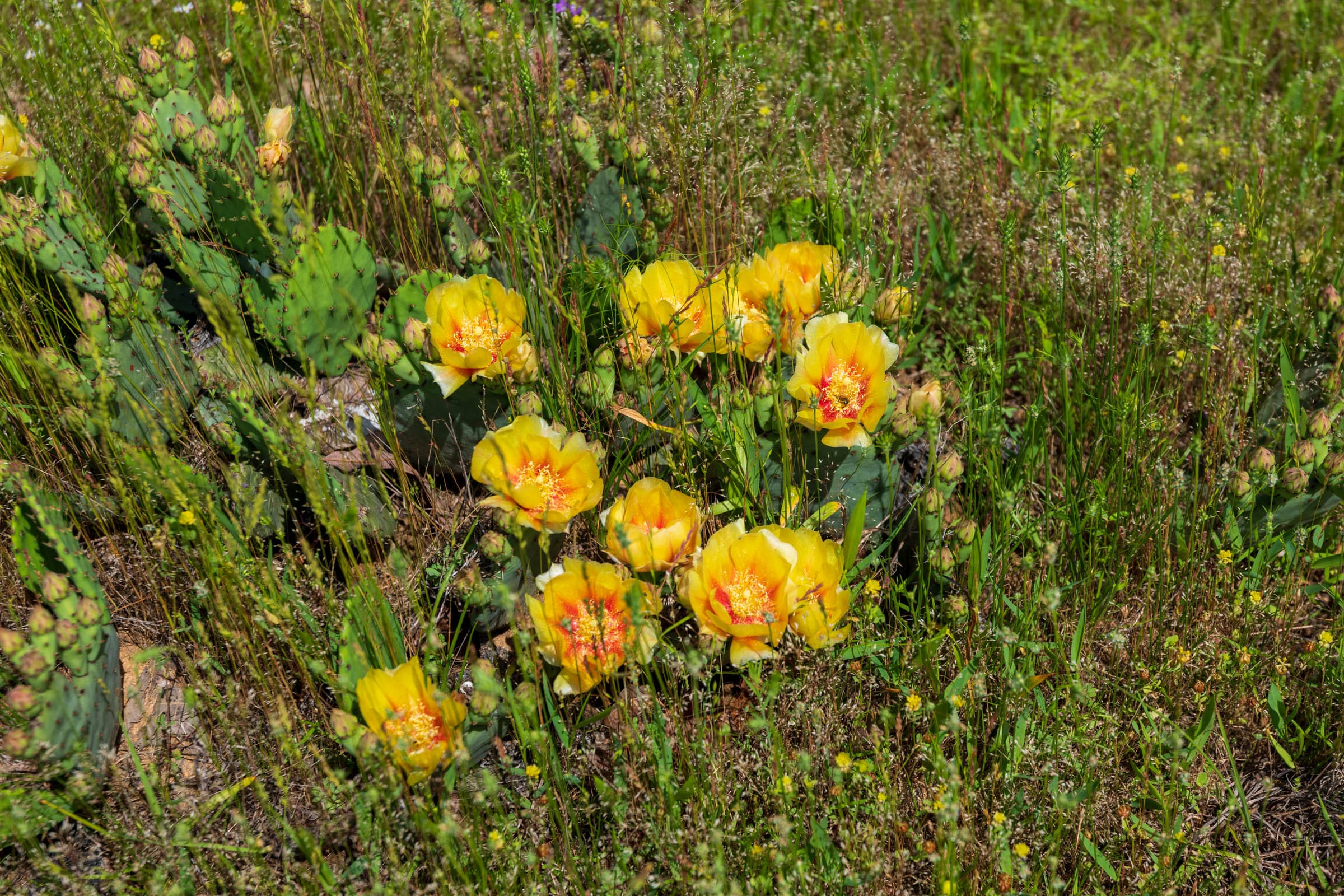 Falcon Crest Tract 26 photo 7
