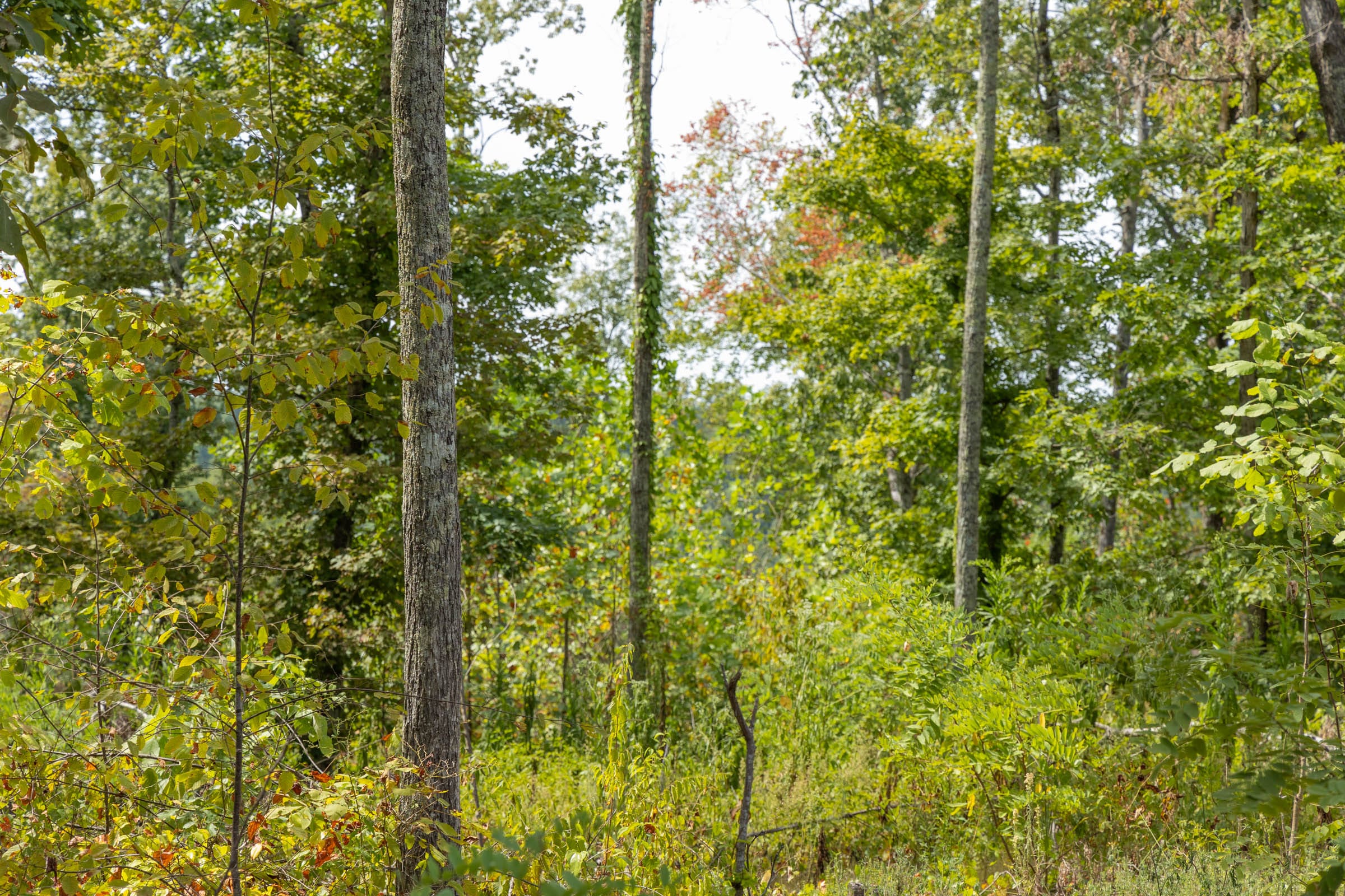 Big White Oak Tract 76 photo 8