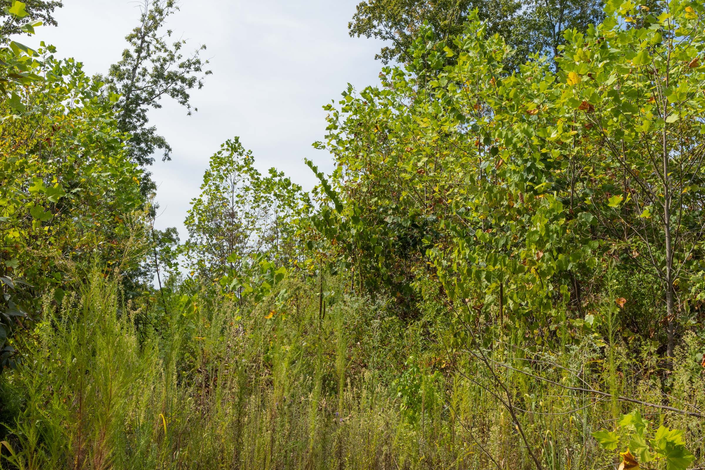 Big White Oak Tract 76 photo 5