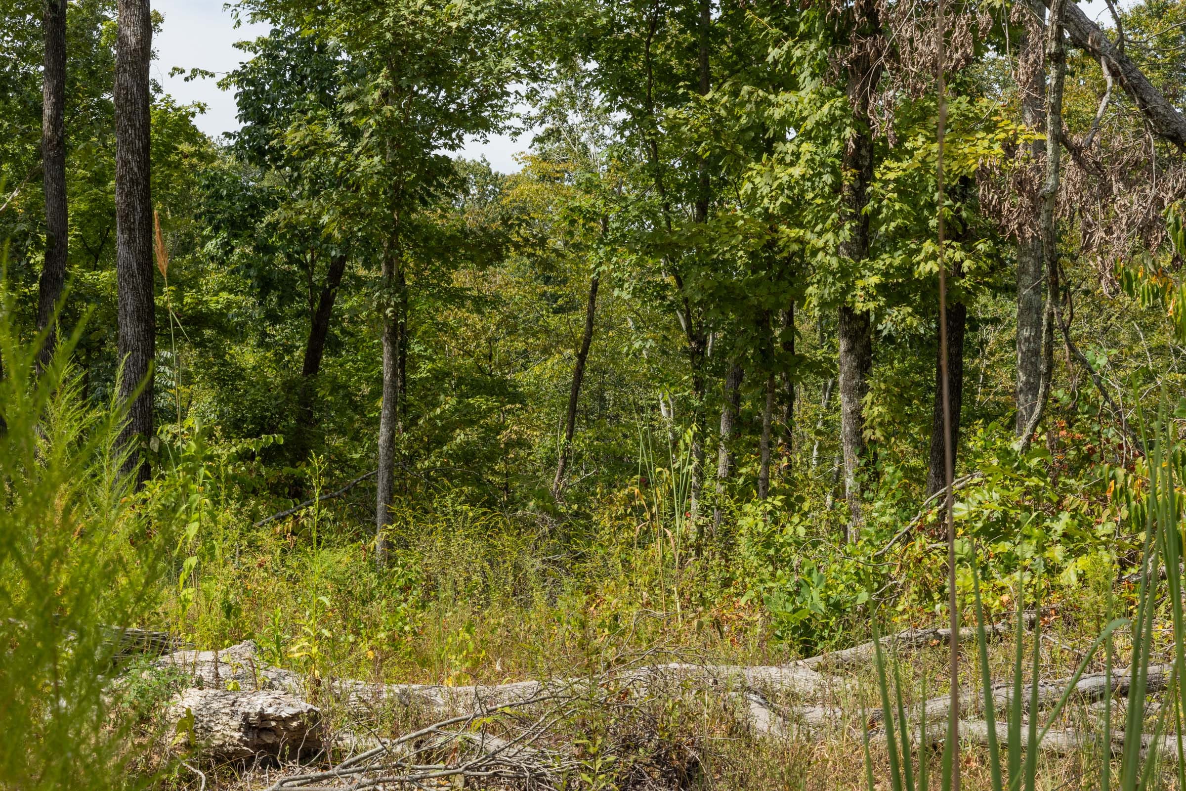 Big White Oak Tract 76 photo 4