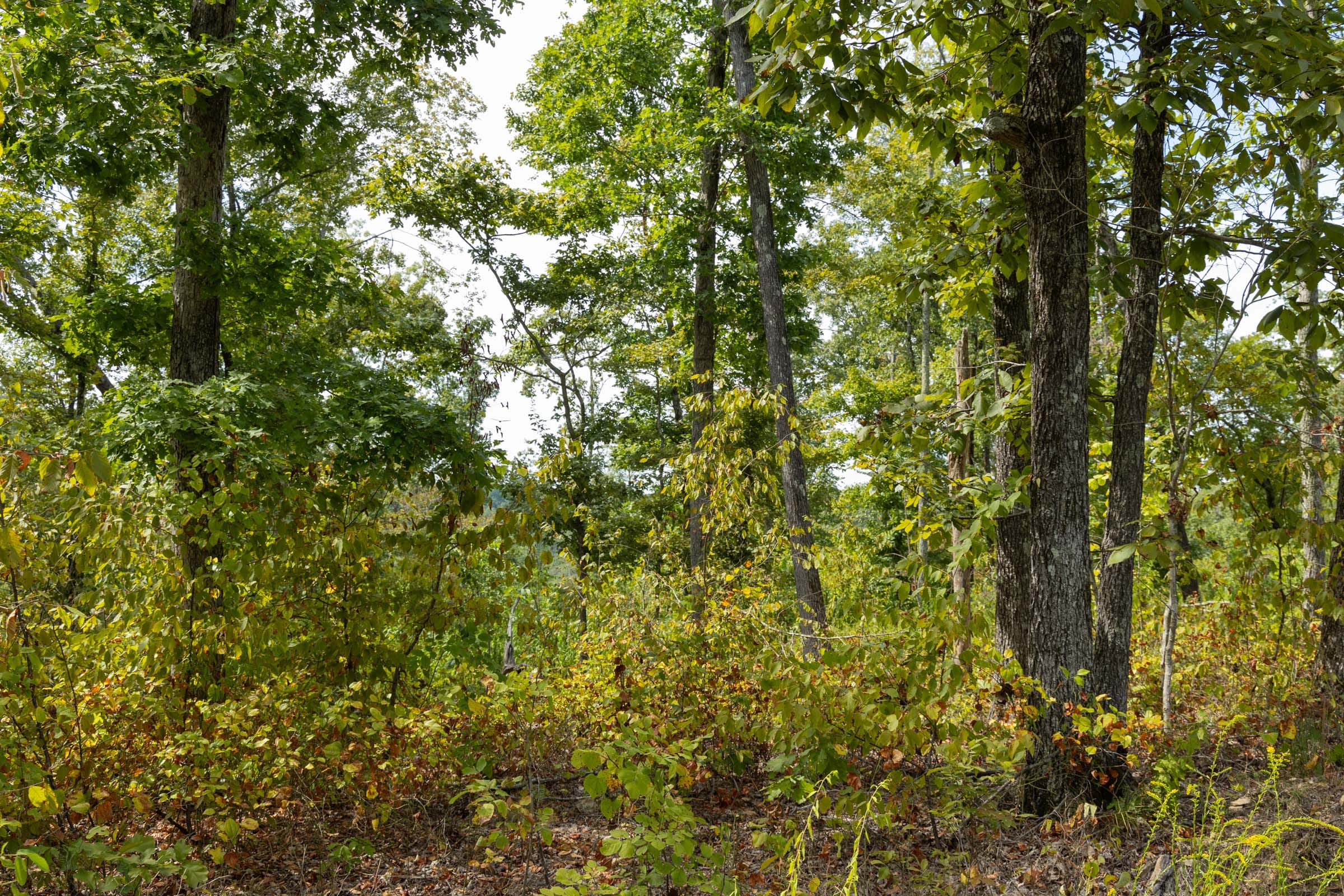 Big White Oak Tract 76 photo 3