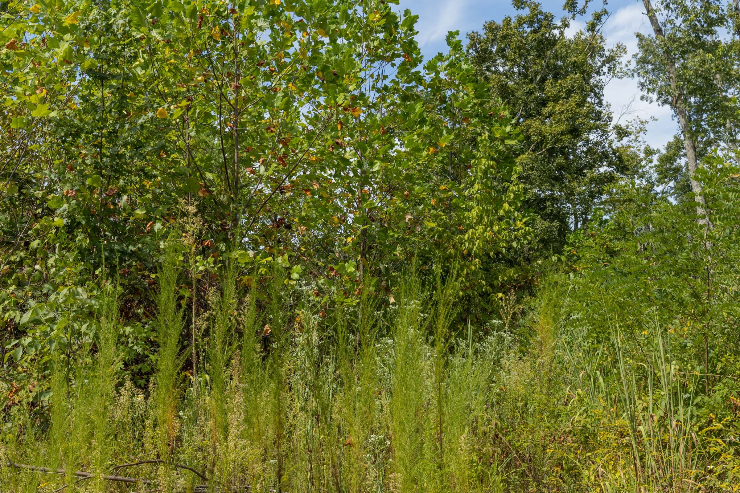 Big White Oak Tract 76 photo 2