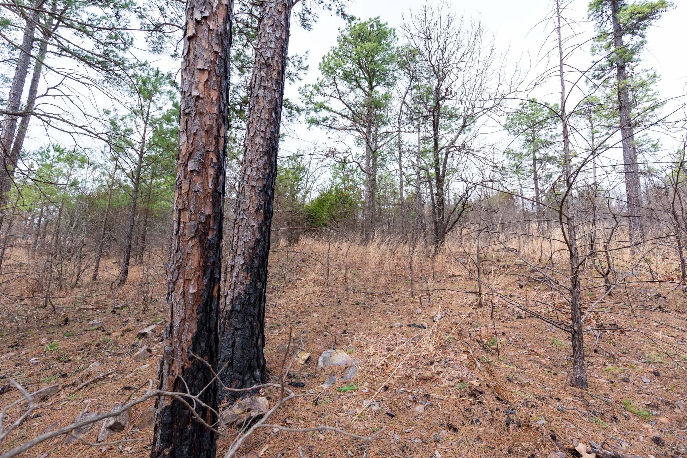 Stone Bridge Phase III Tract 136 photo 7