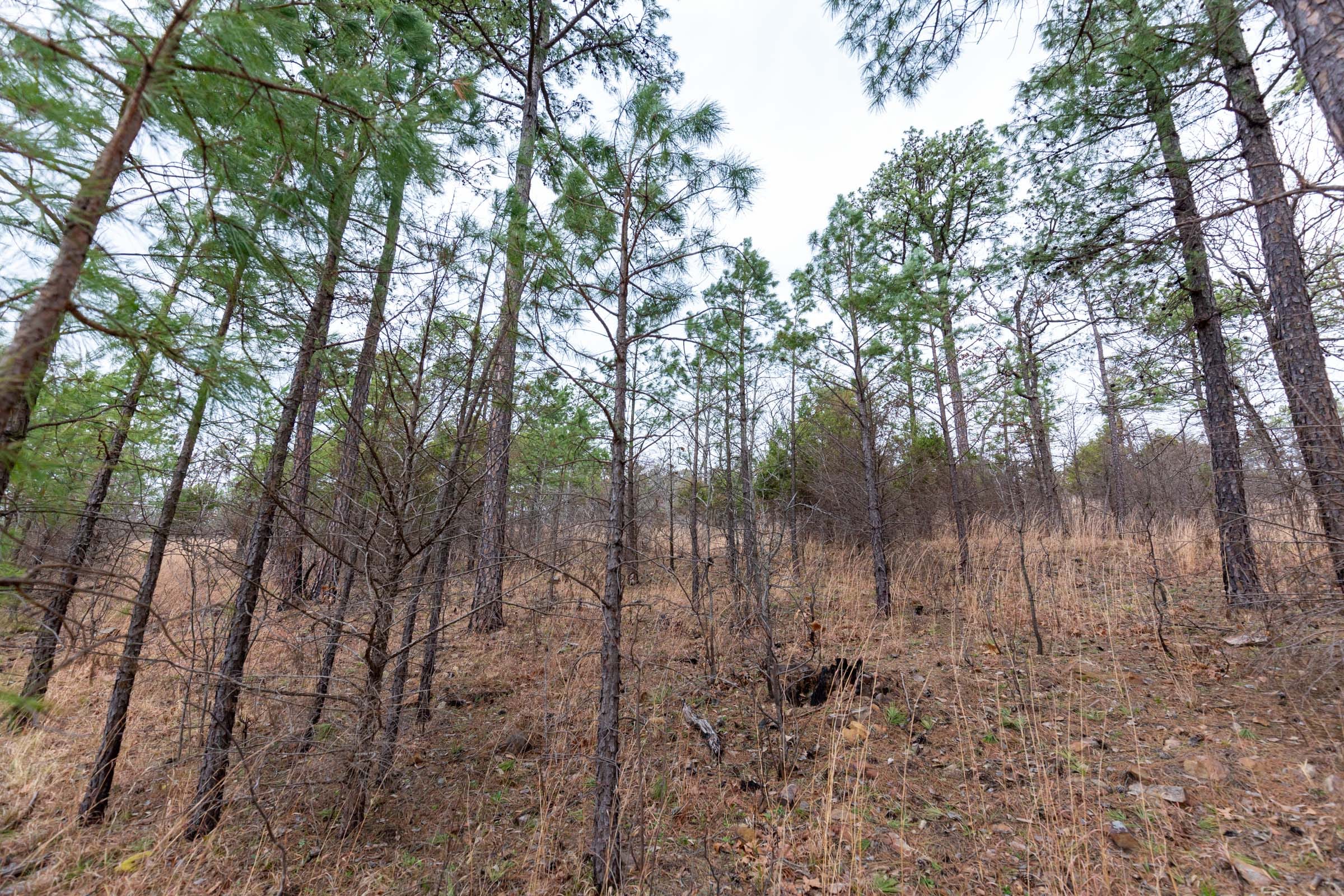Stone Bridge Phase III Tract 136 photo 10