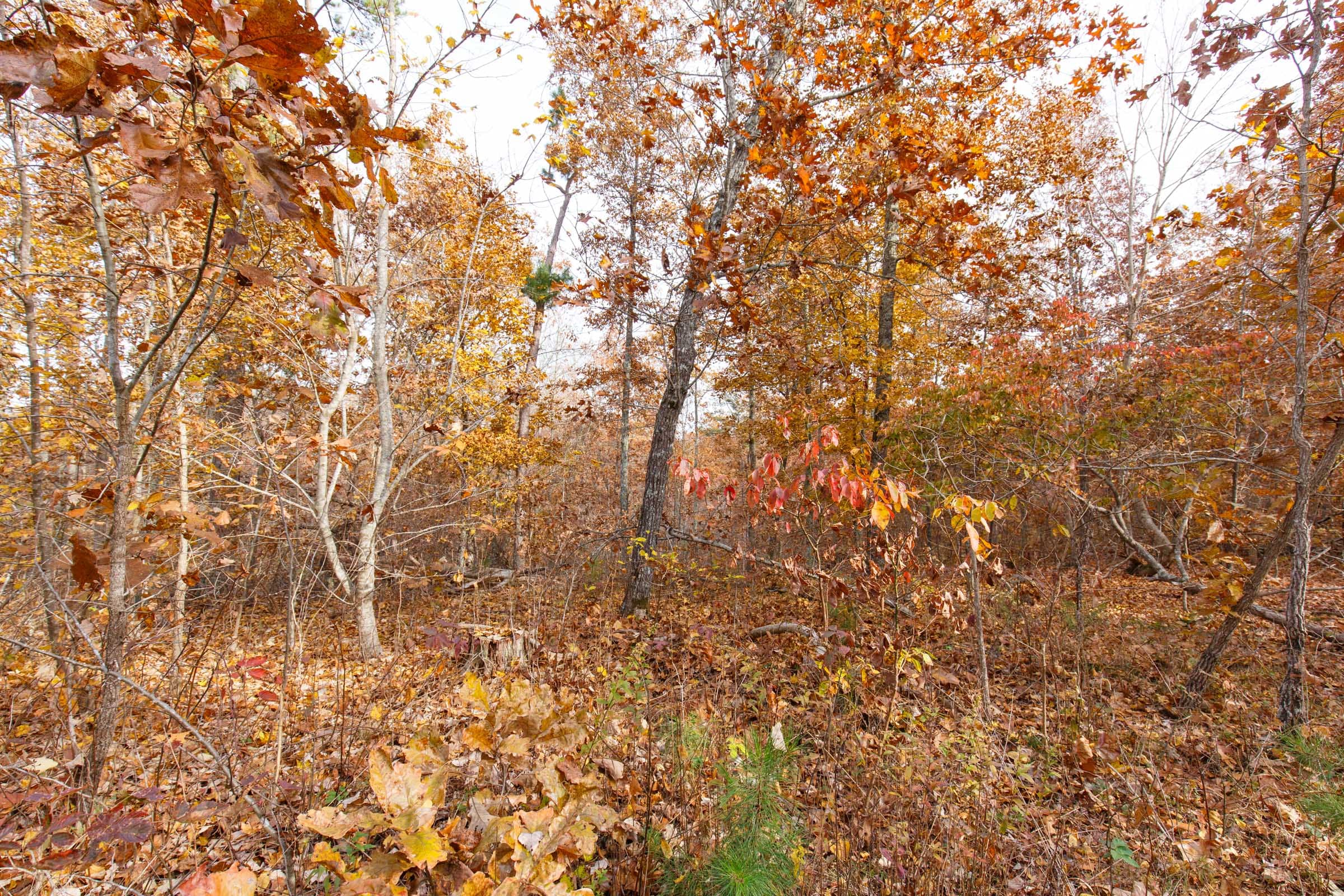 Hawkcrest Tract 35 photo 3